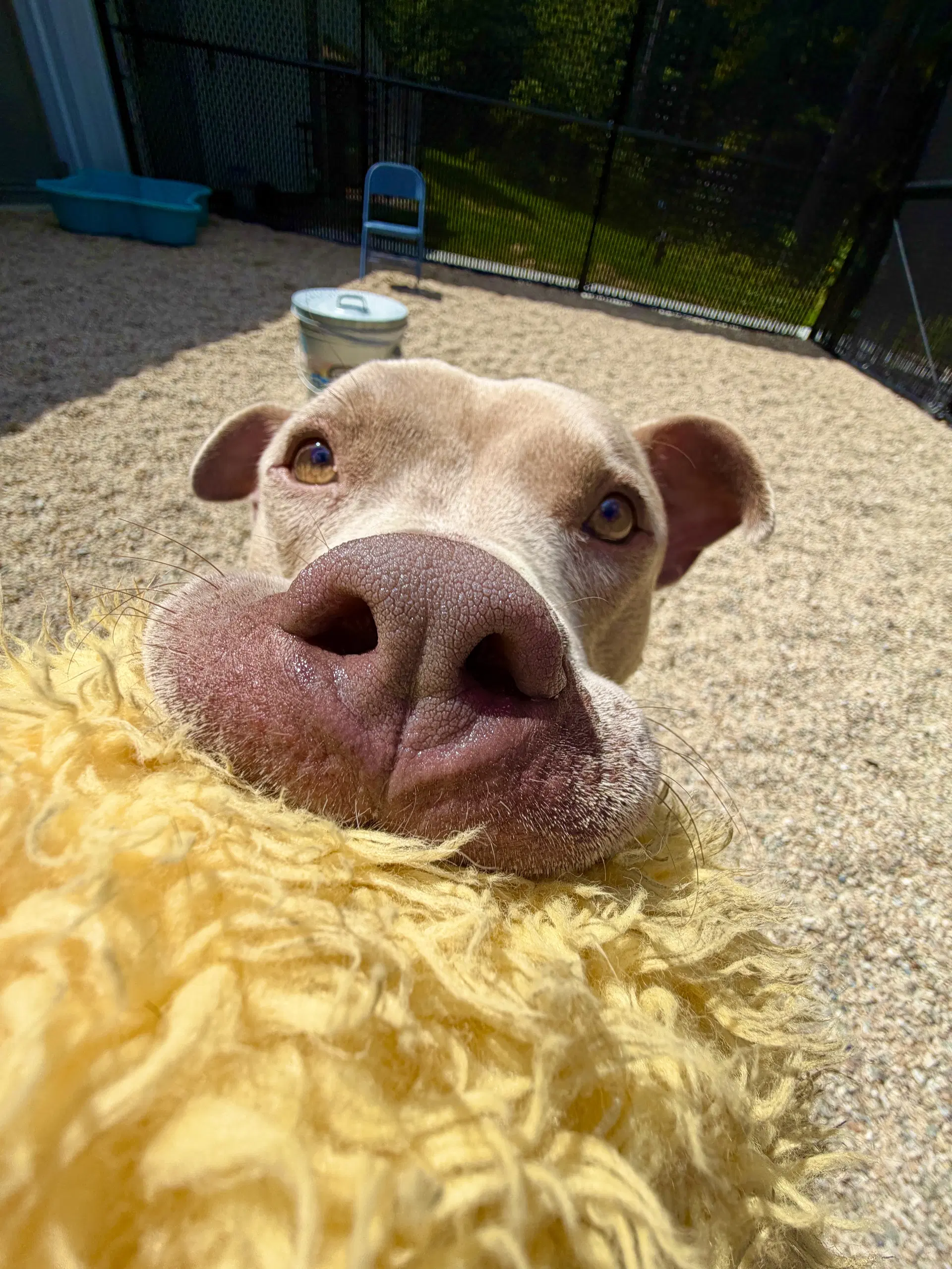 Simba image 2
