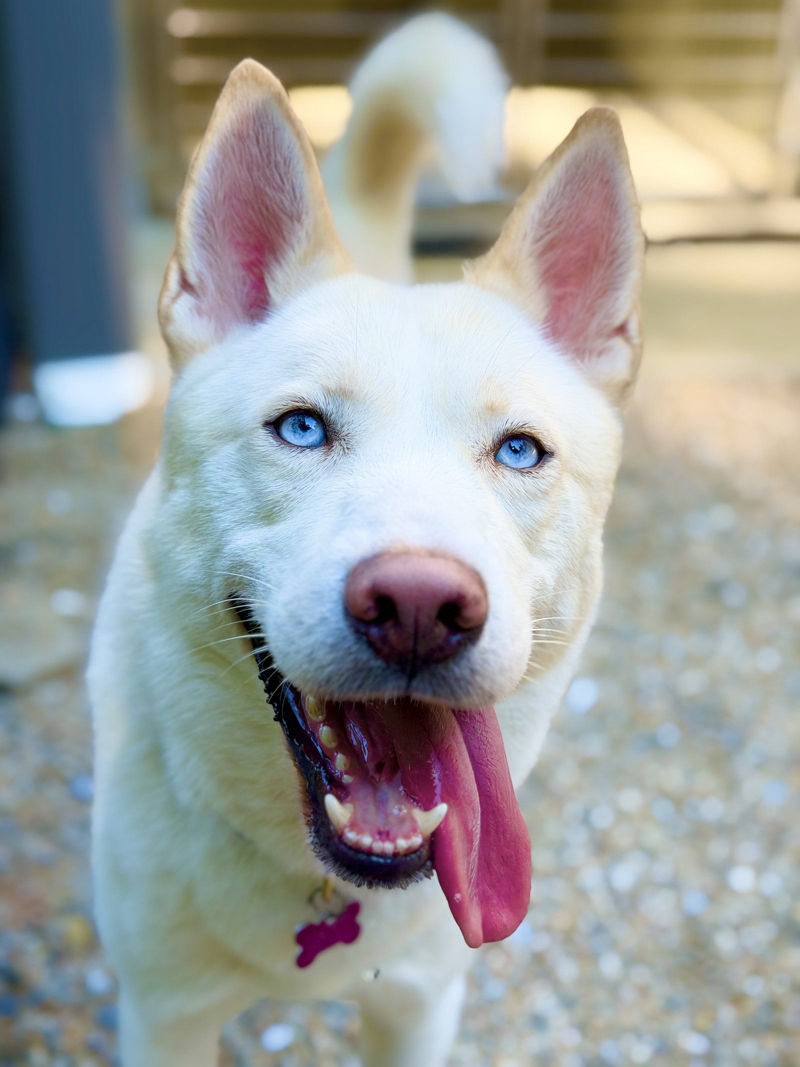 Simba 2, Husky