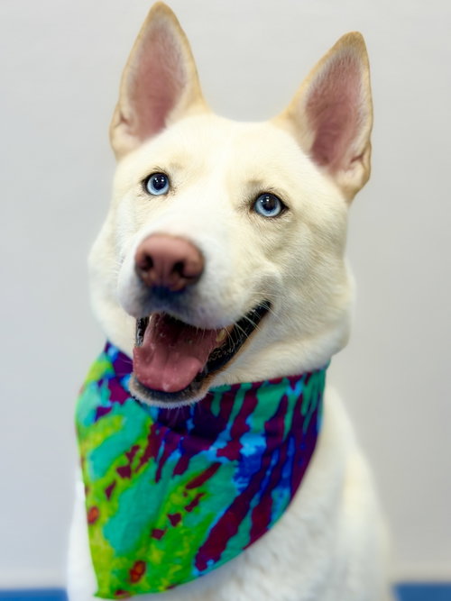 Photo 6 of Simba 2