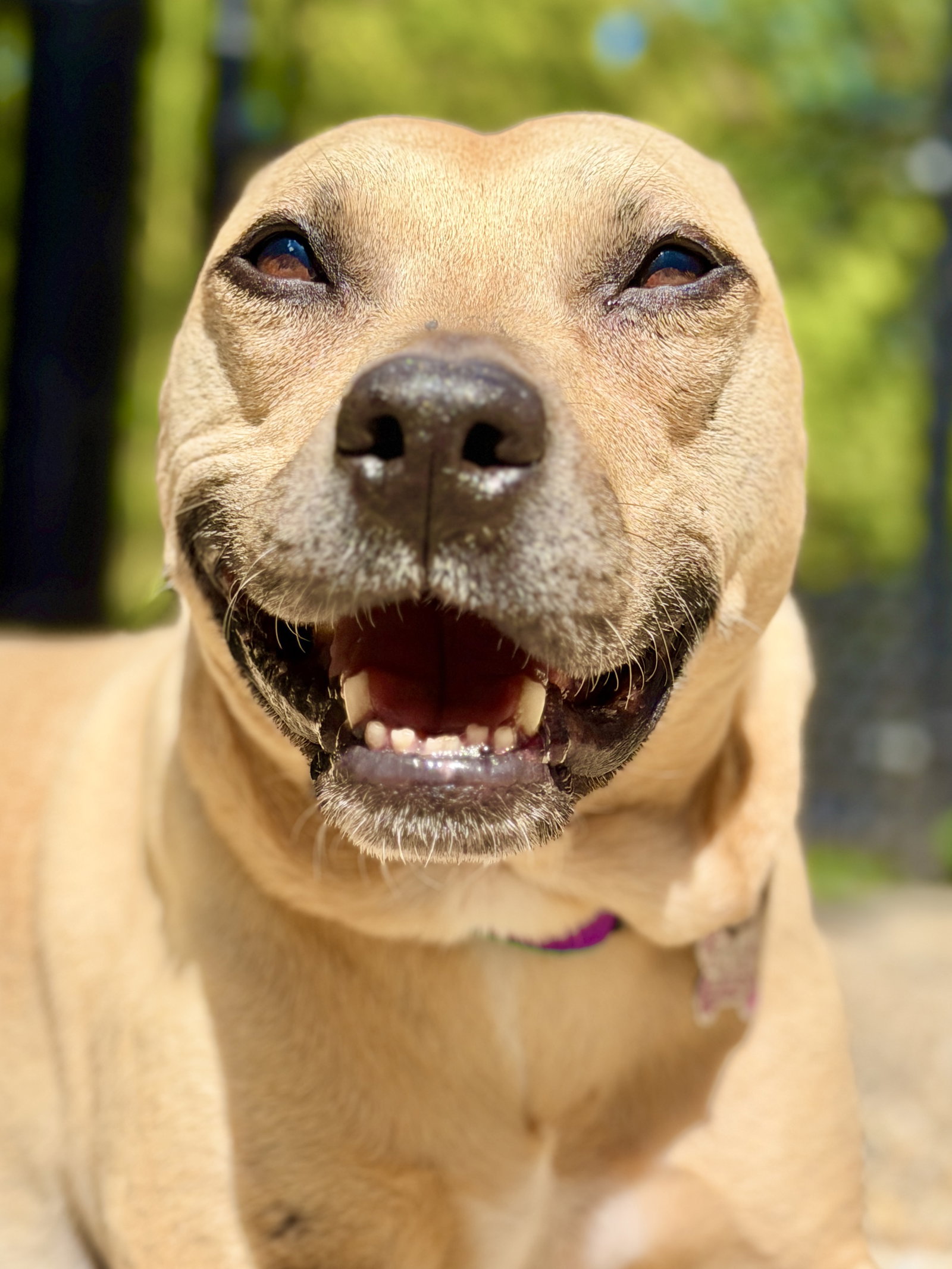 Dakota, Pit Bull Terrier