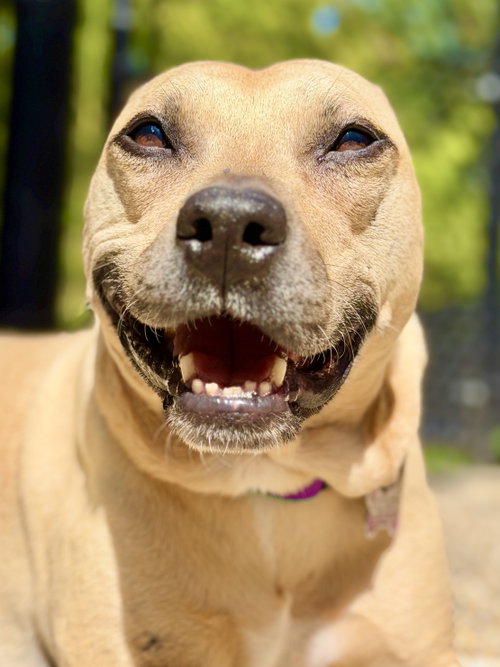 Dakota, a dog for adoption from The Little Guild of St. Francis