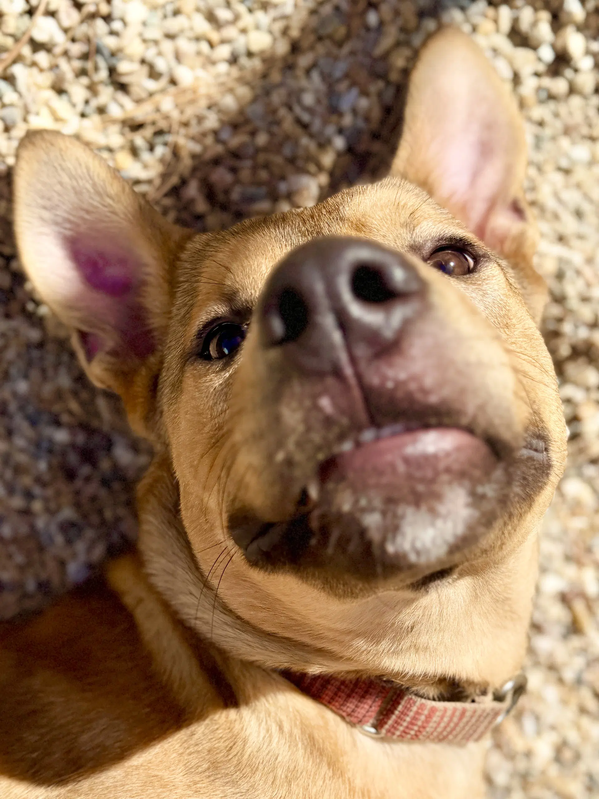 Roo - Shepherd