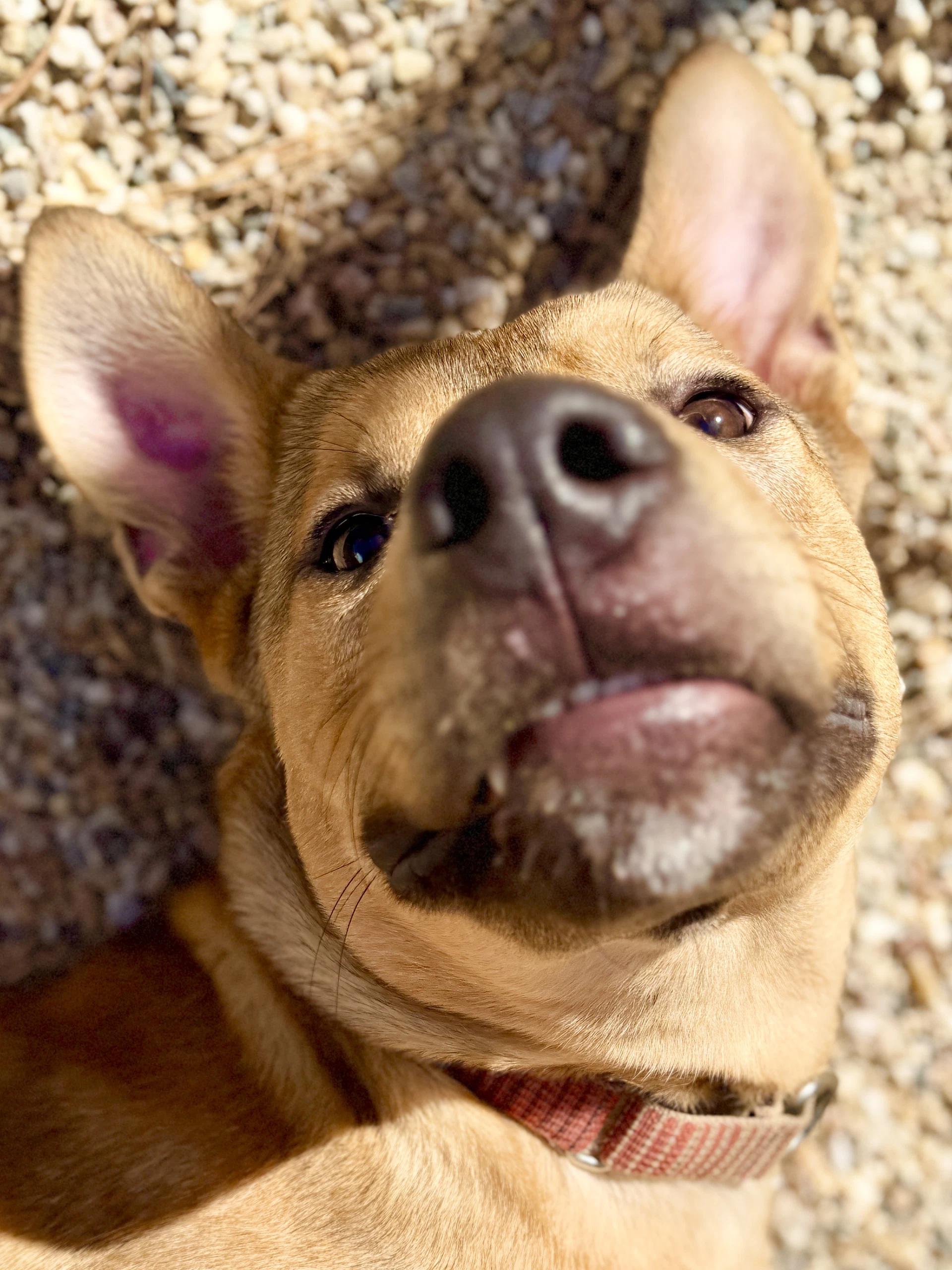 Roo