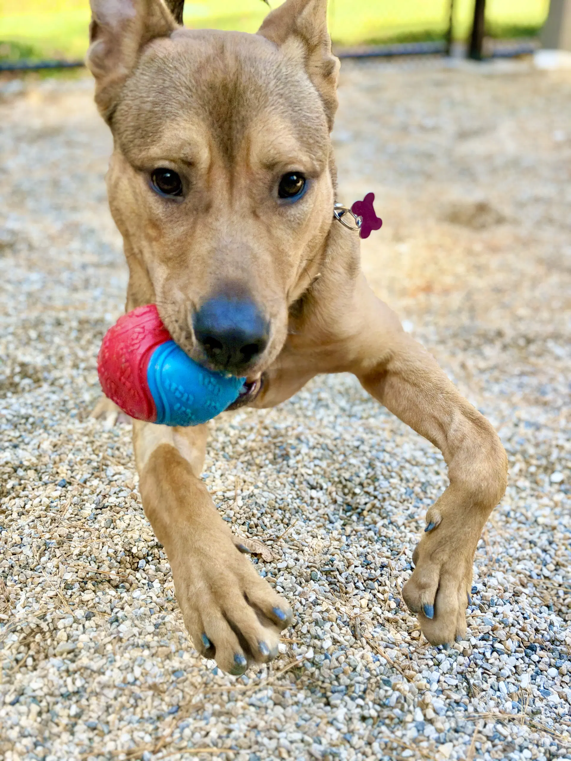 Roo image 2