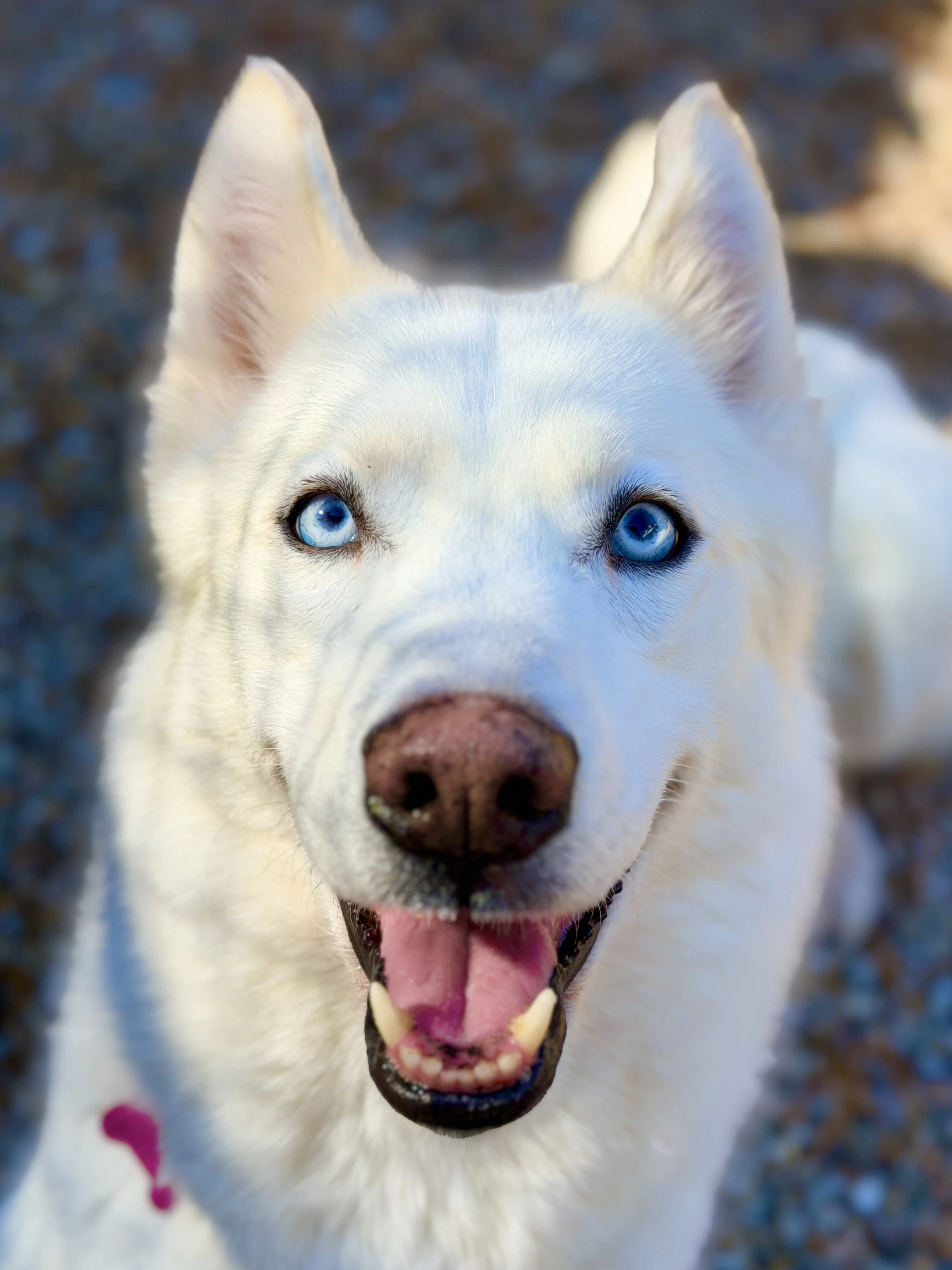 Luna