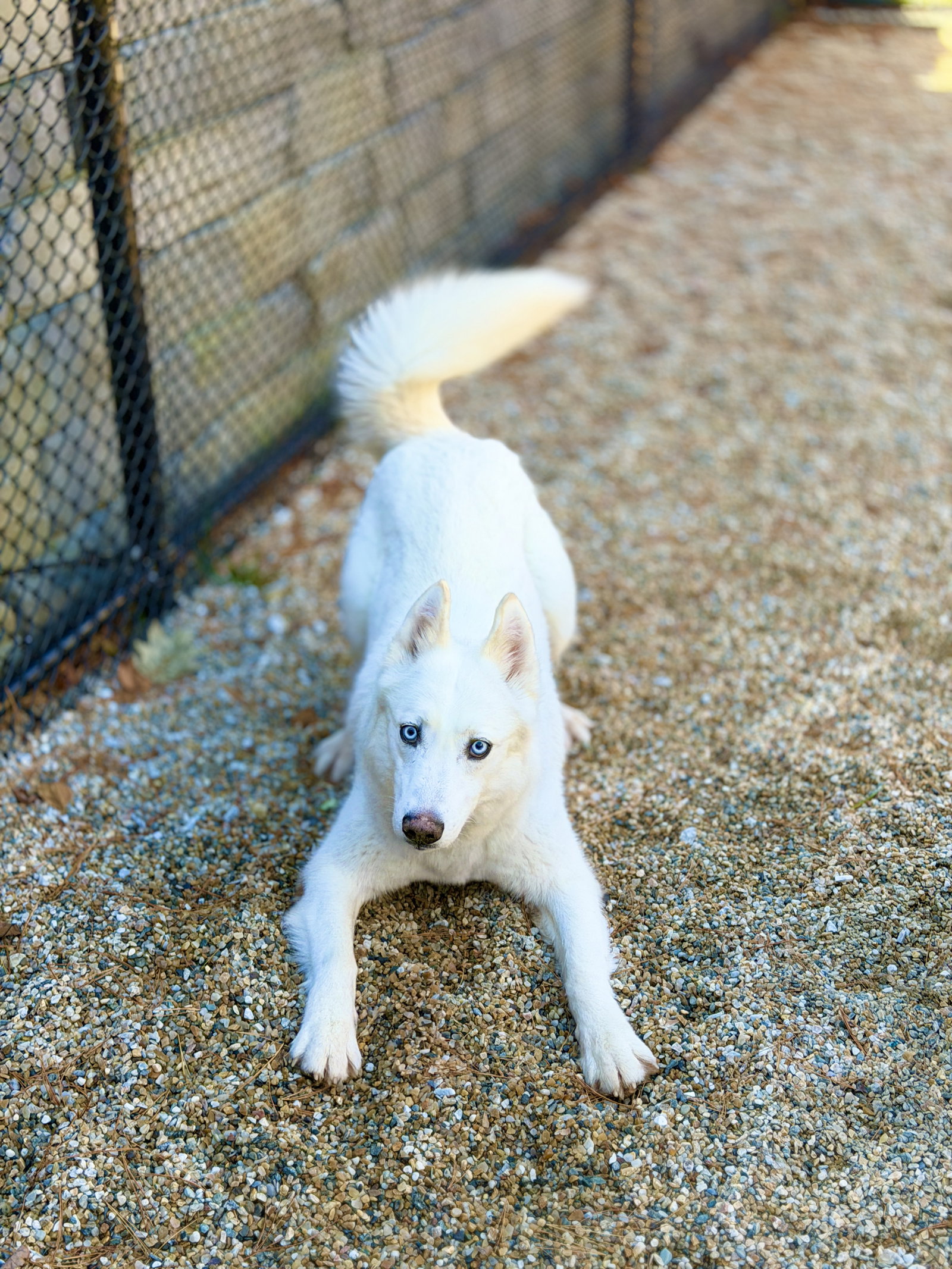 Luna, photo 3