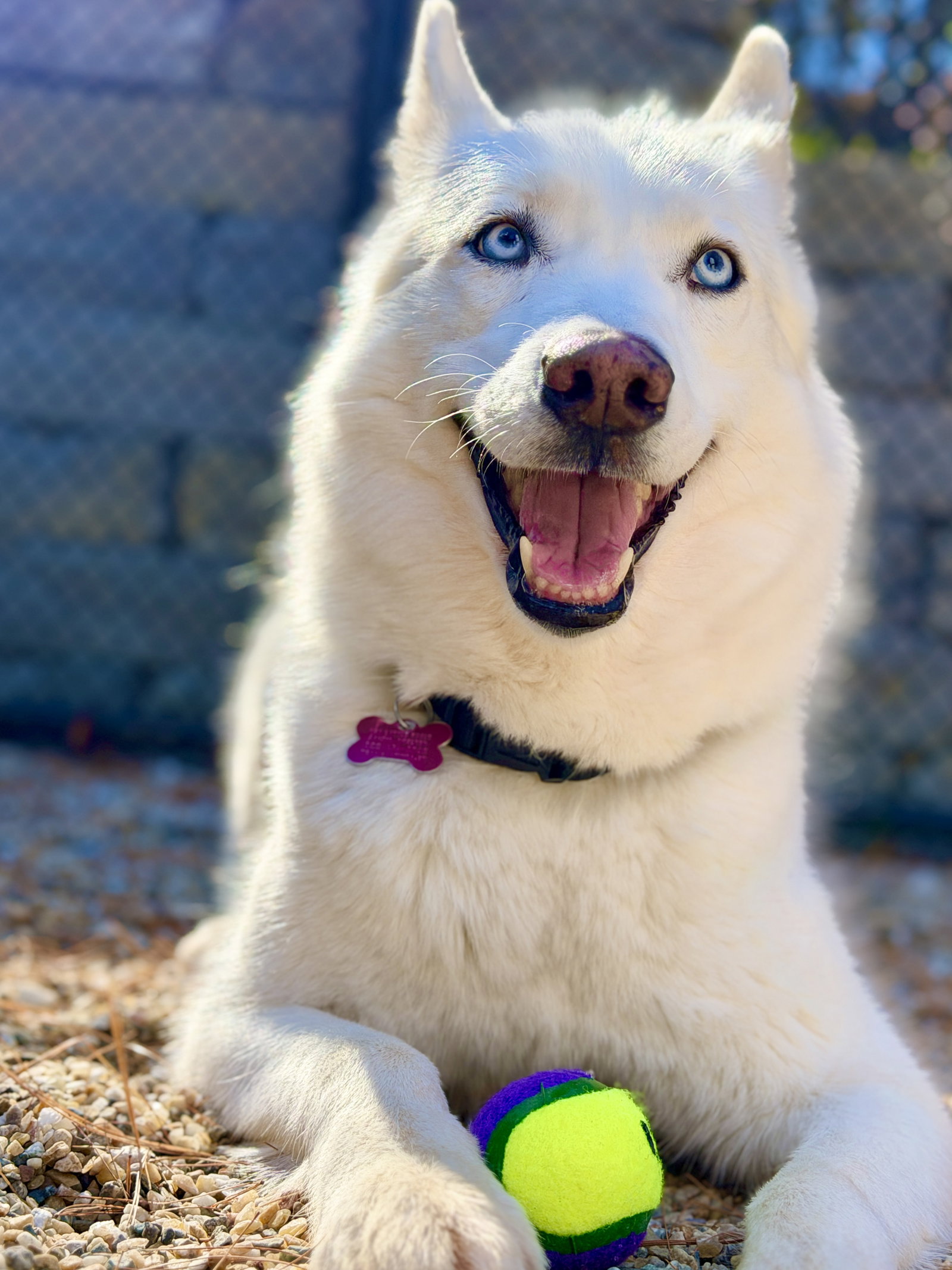 Luna, photo 4