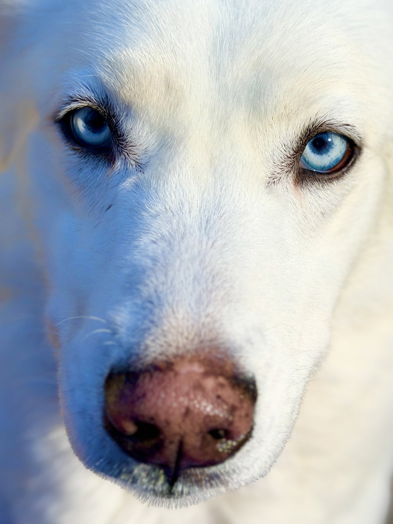 Luna, photo 5