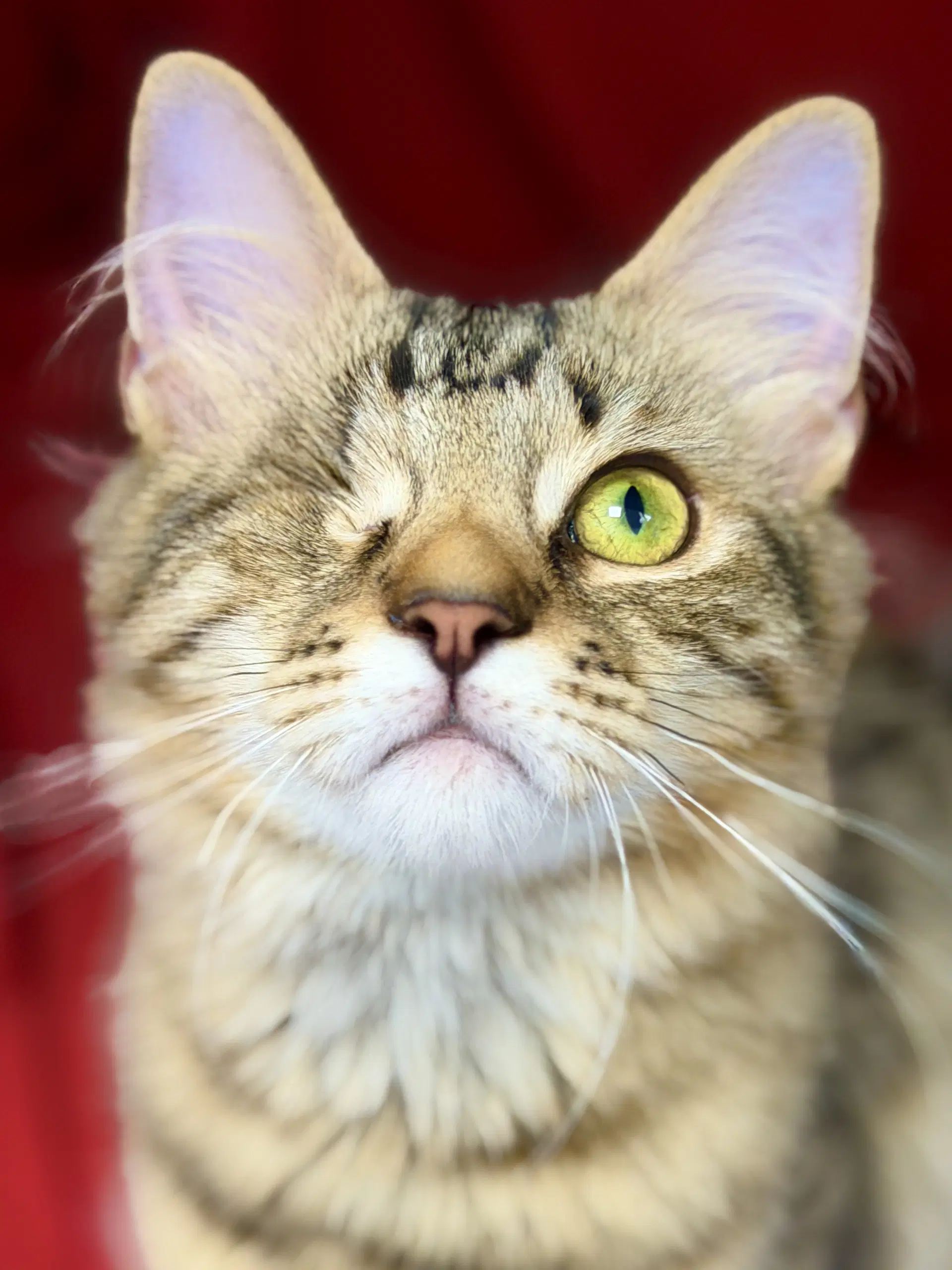 Culvert - Domestic Short Hair