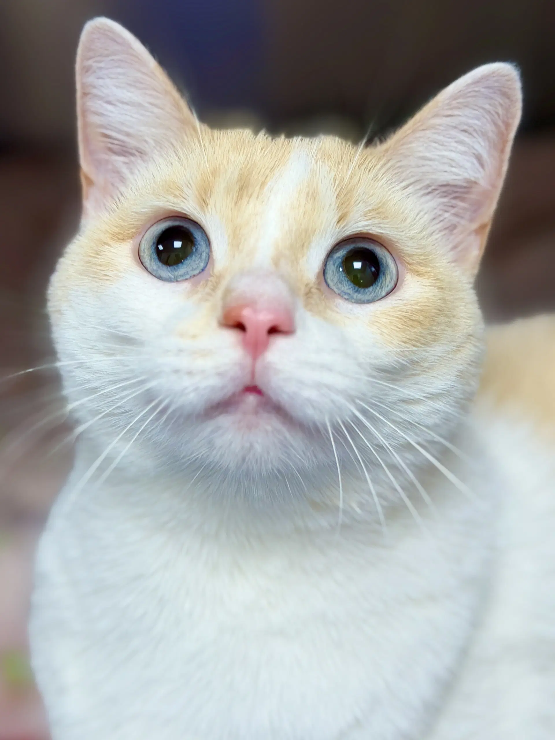 Winter - Siamese