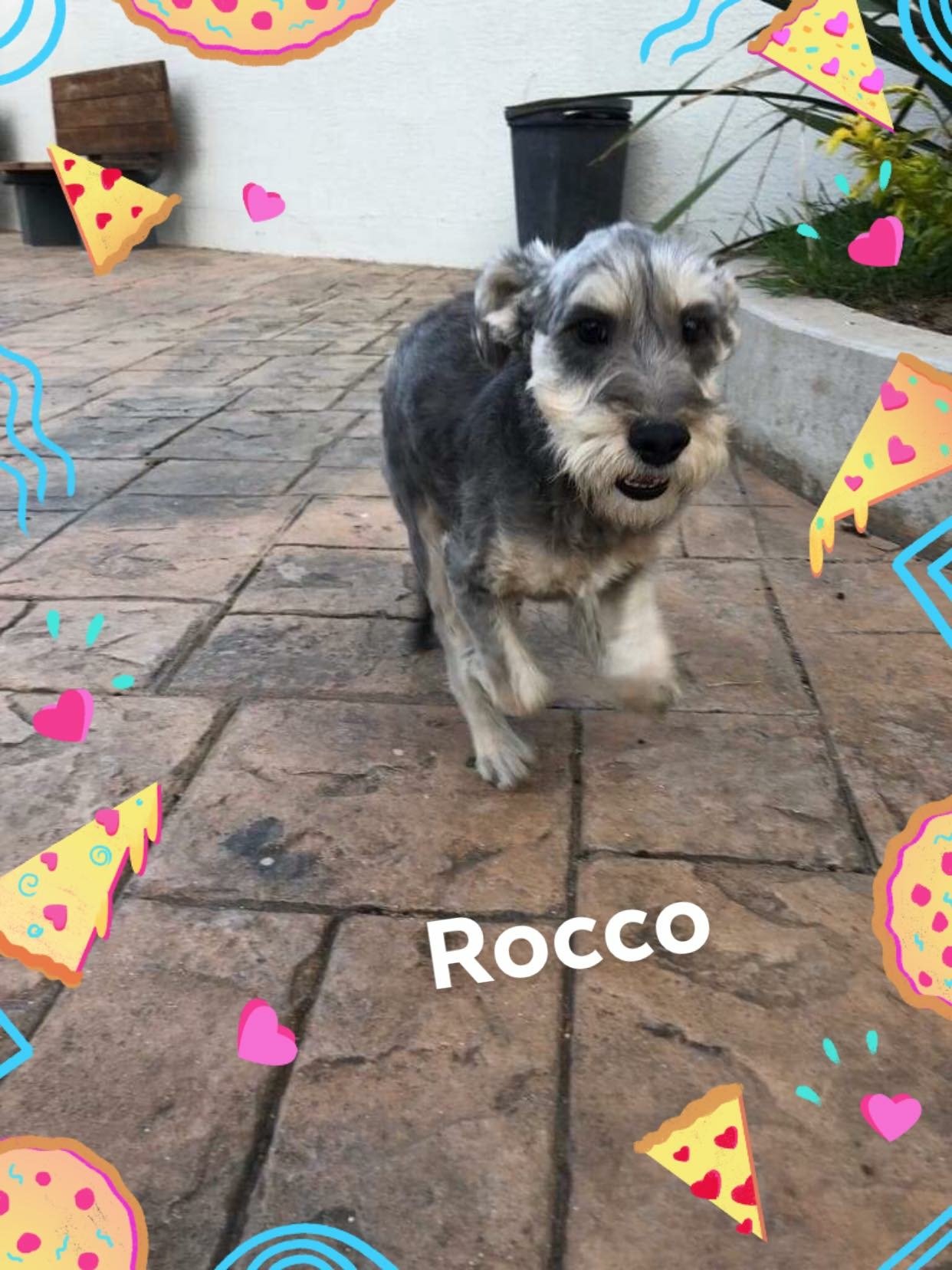 adoptable Dog in Littleton, CO named Rocco