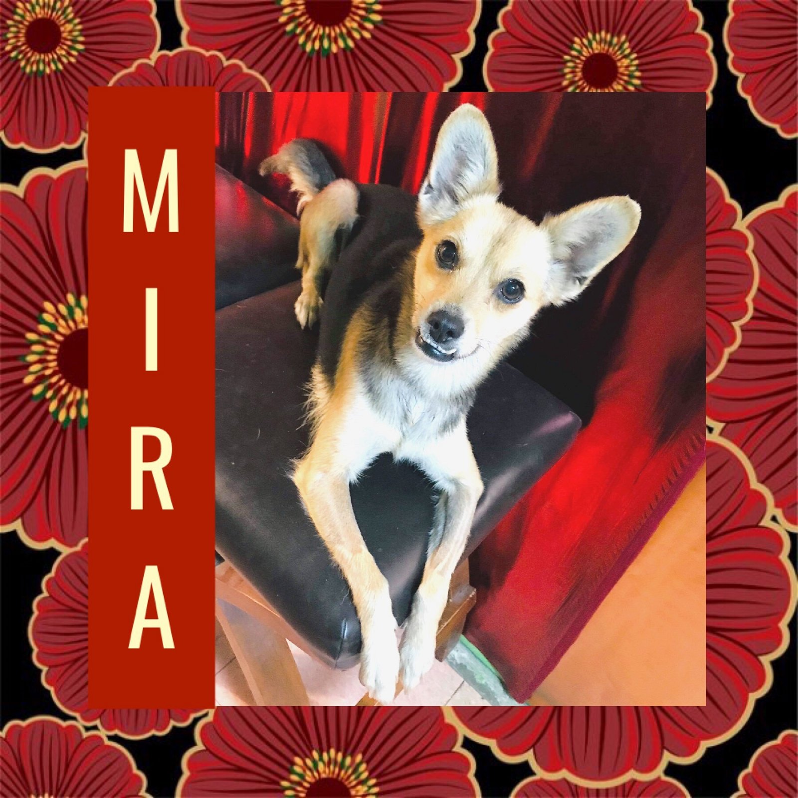 adoptable Dog in Littleton, CO named Mira