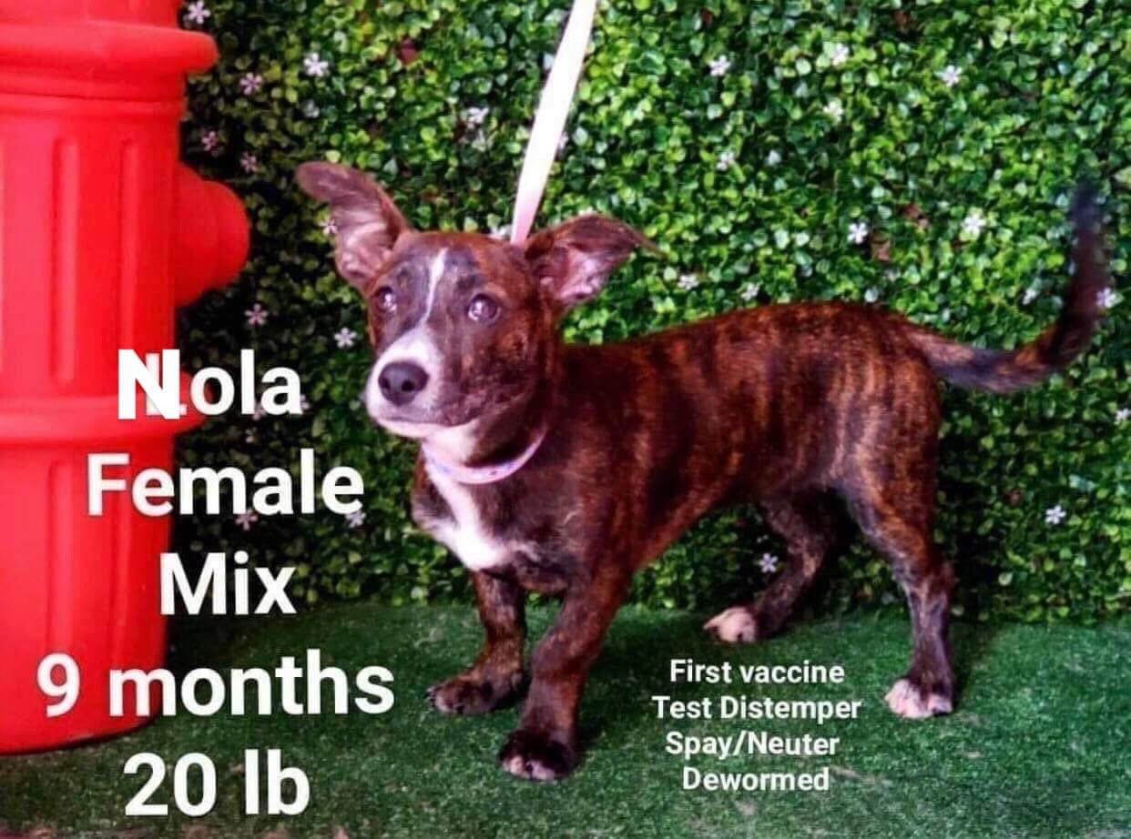 adoptable Dog in Littleton, CO named Nola