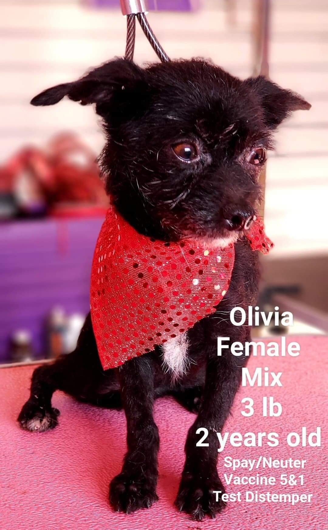 adoptable Dog in Littleton, CO named Olivia