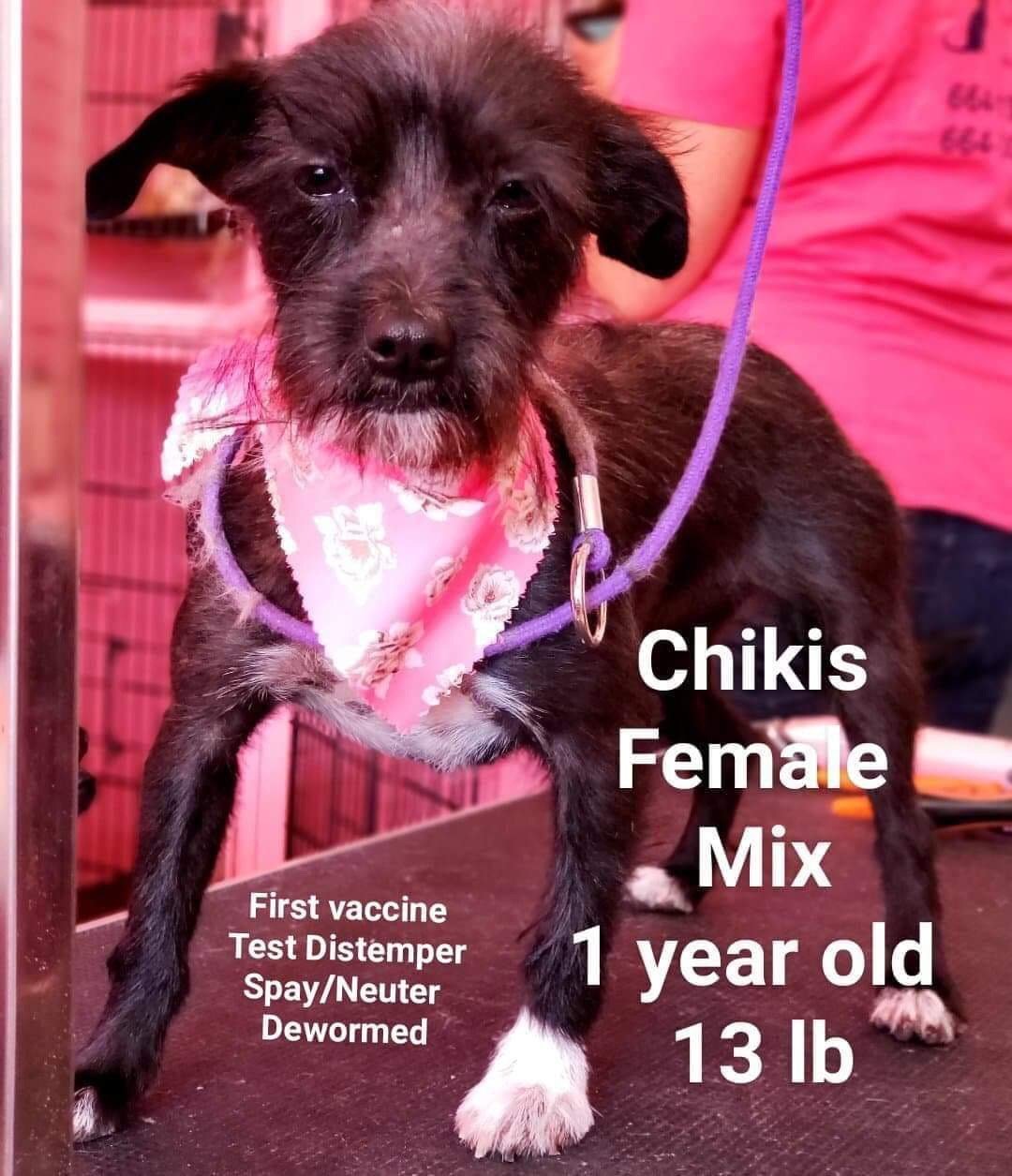 adoptable Dog in Littleton, CO named Chikis