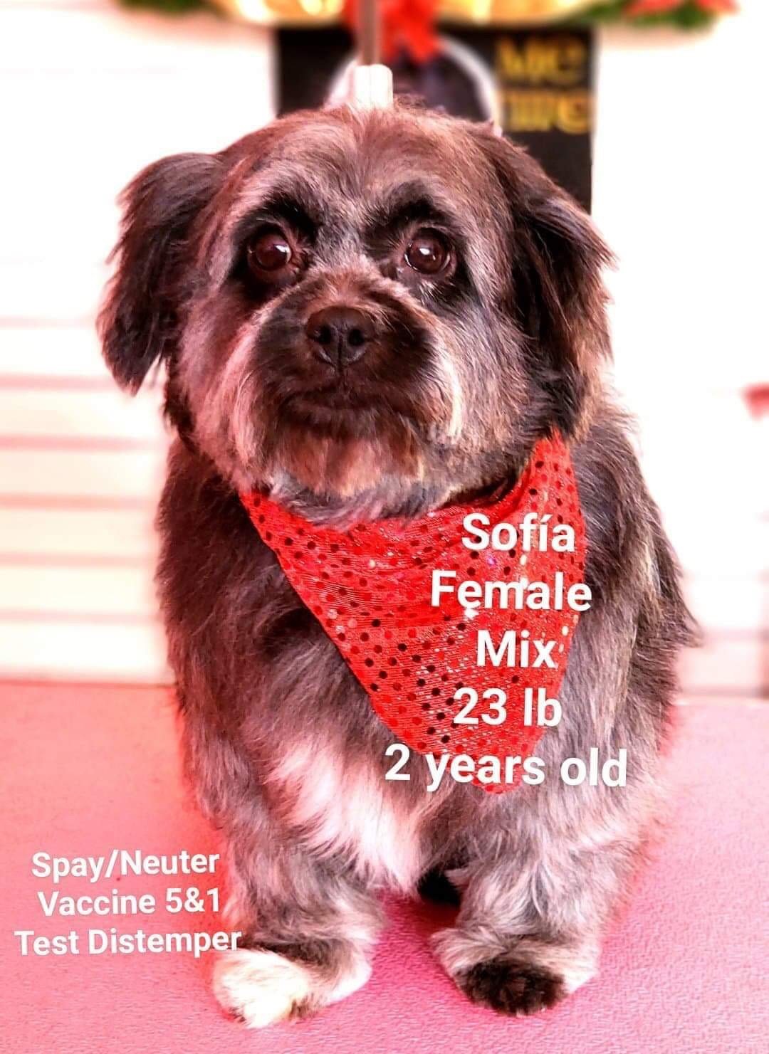 adoptable Dog in Littleton, CO named Sofia