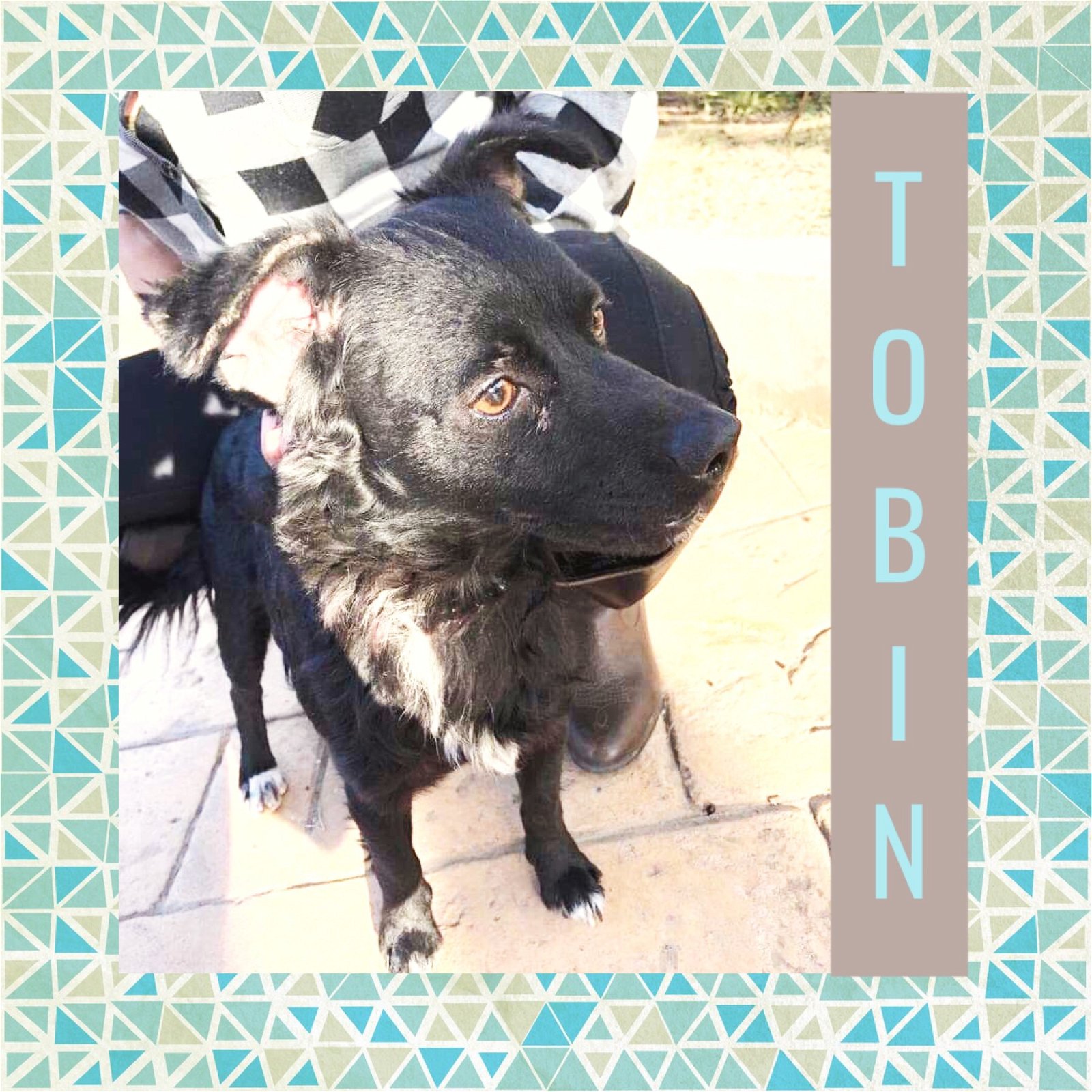 adoptable Dog in Littleton, CO named Tobin