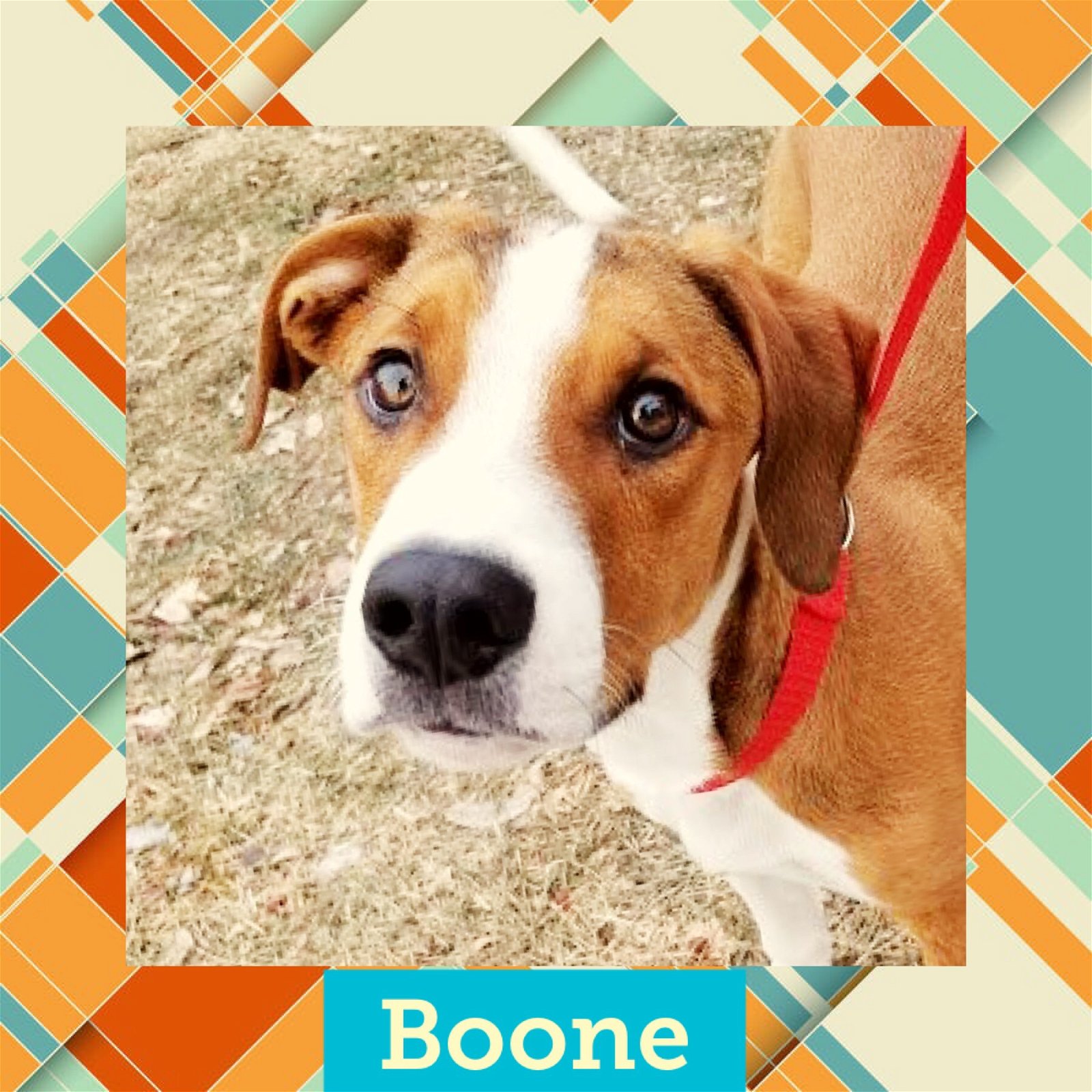 adoptable Dog in Littleton, CO named Boone