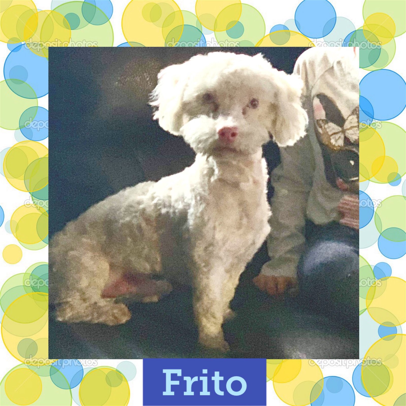 adoptable Dog in Littleton, CO named Frito