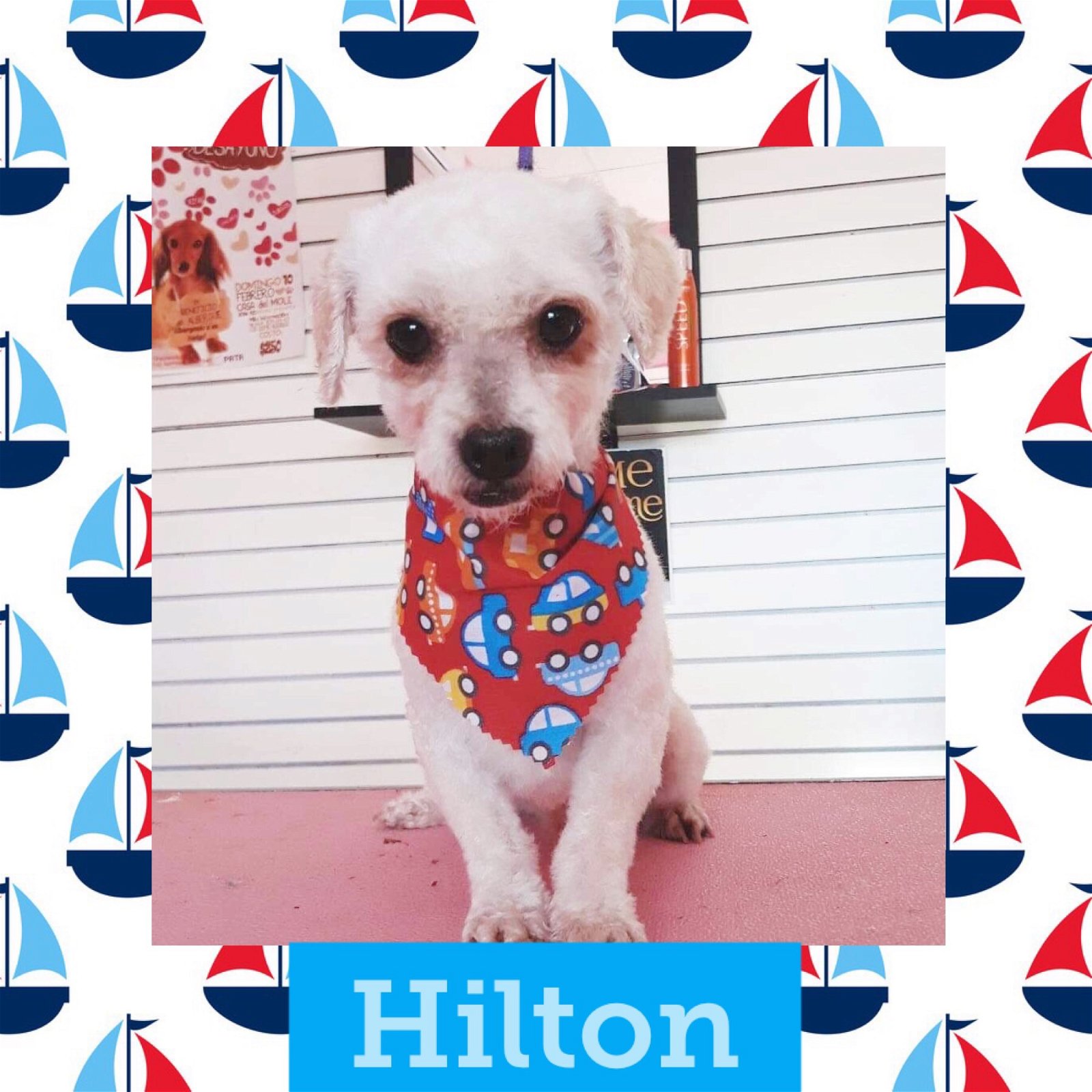 adoptable Dog in Littleton, CO named Hilton