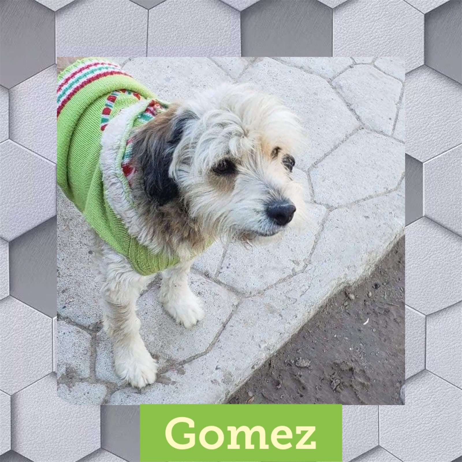 adoptable Dog in Littleton, CO named Gomez