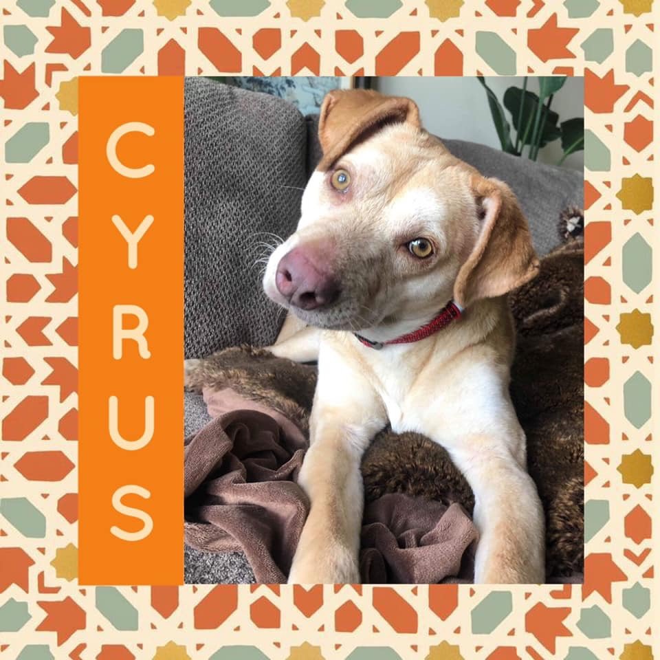 adoptable Dog in Littleton, CO named Cyrus