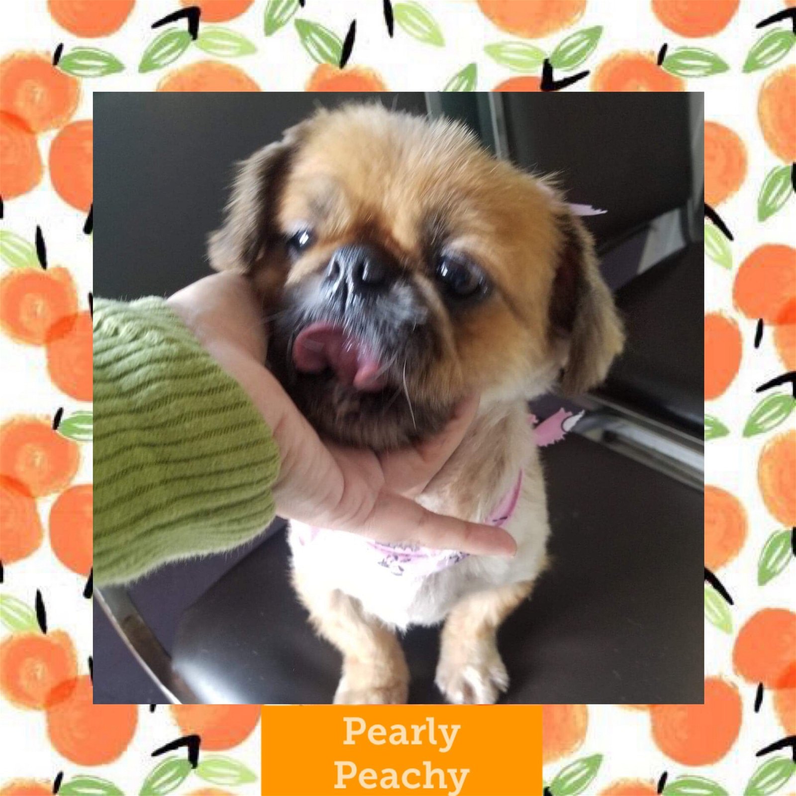 adoptable Dog in Littleton, CO named Pearly Peachy Peke