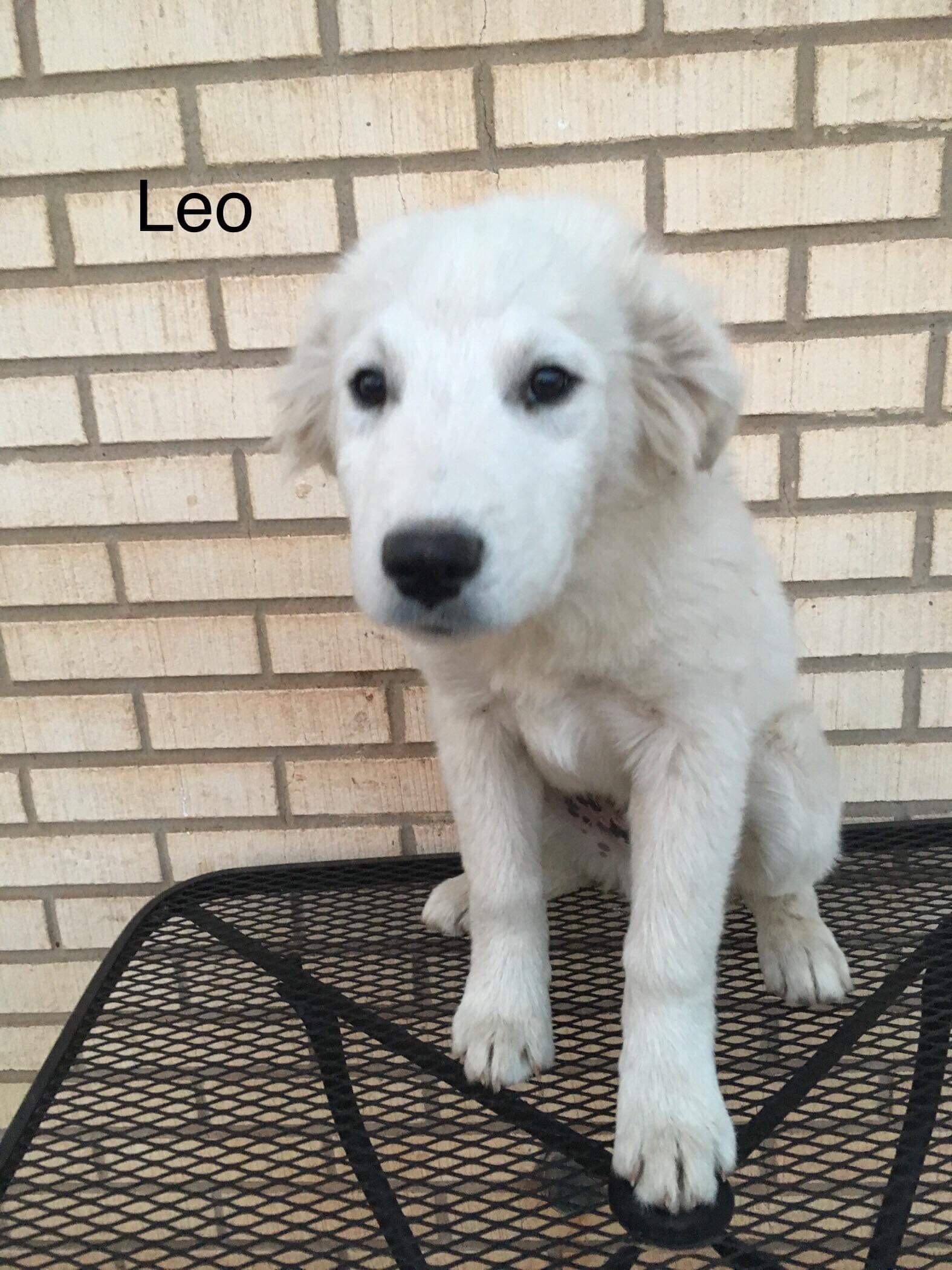 adoptable Dog in Littleton, CO named Leo