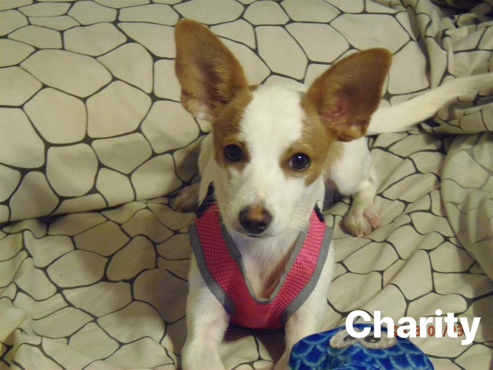 adoptable Dog in Littleton, CO named Charity