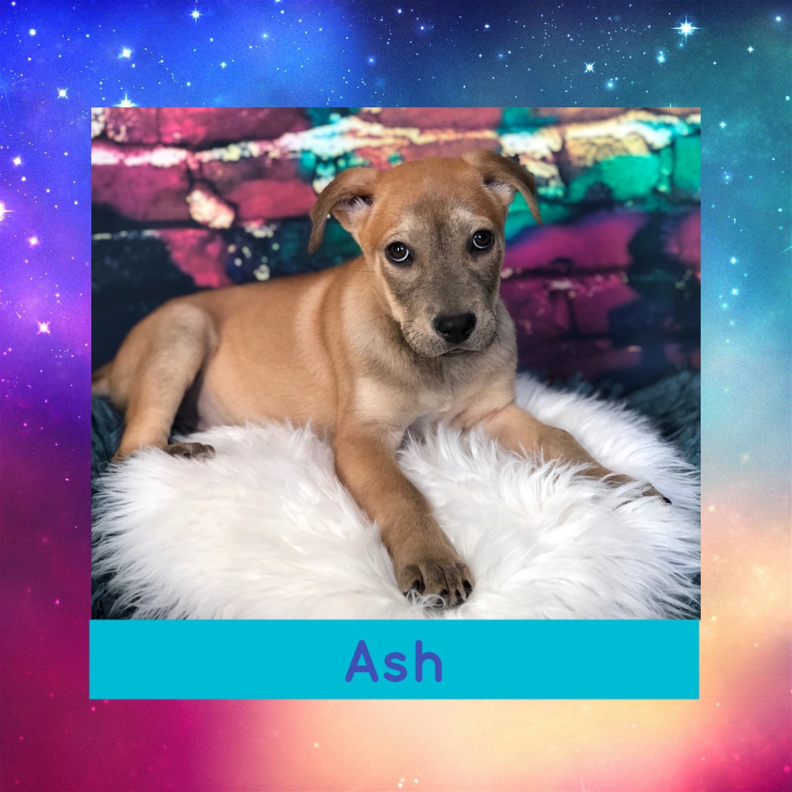 adoptable Dog in Littleton, CO named Ash