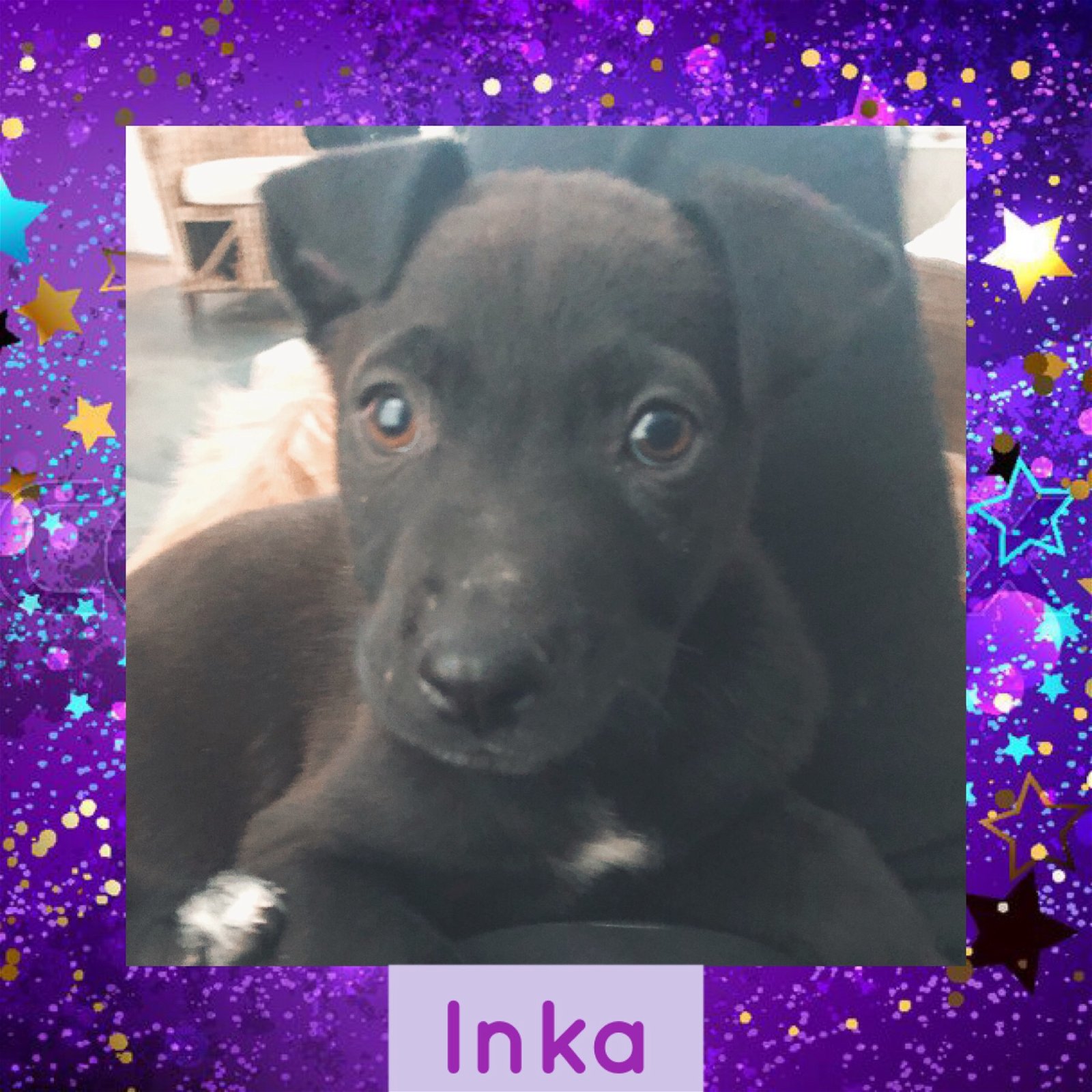 adoptable Dog in Littleton, CO named Inka