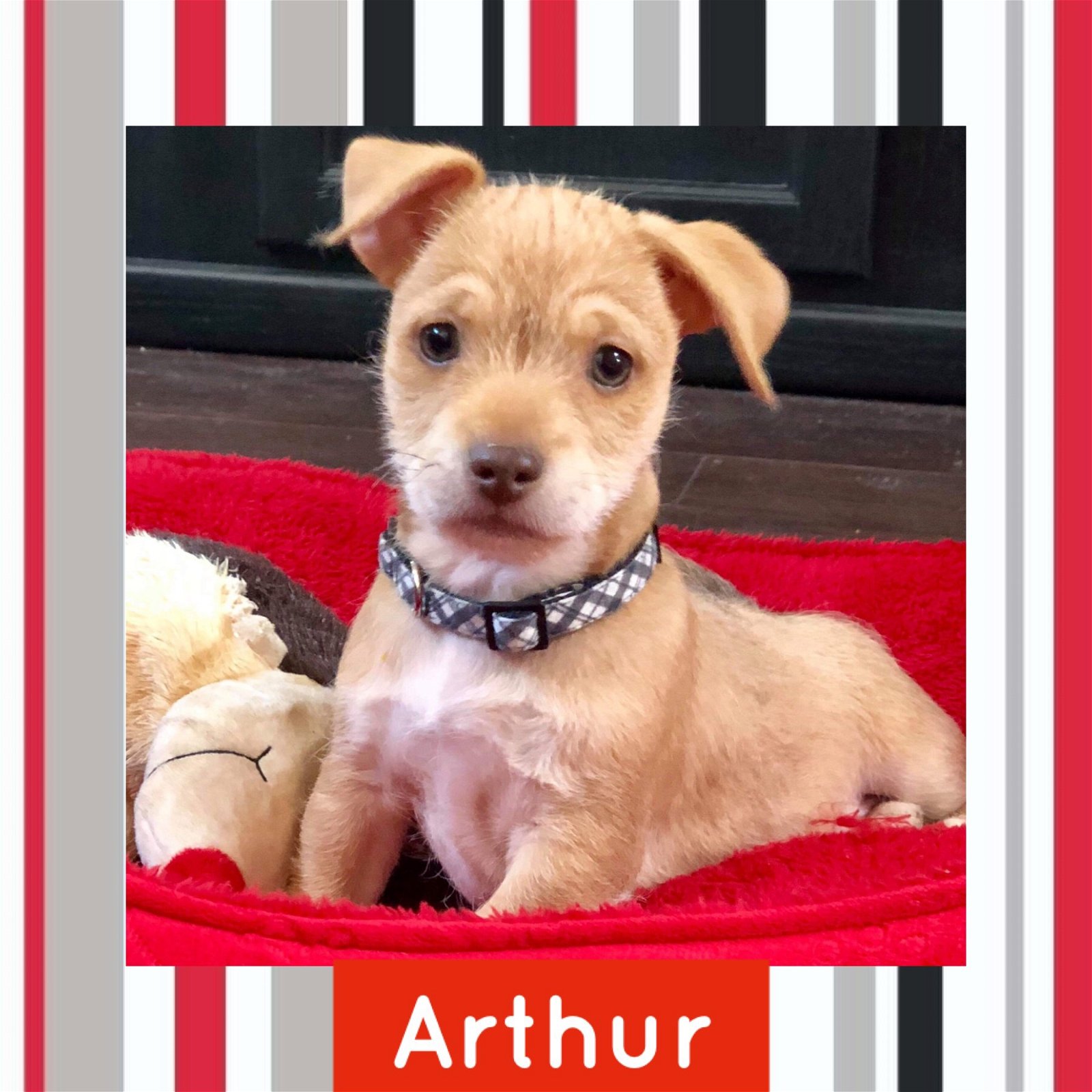 adoptable Dog in Littleton, CO named Arthur