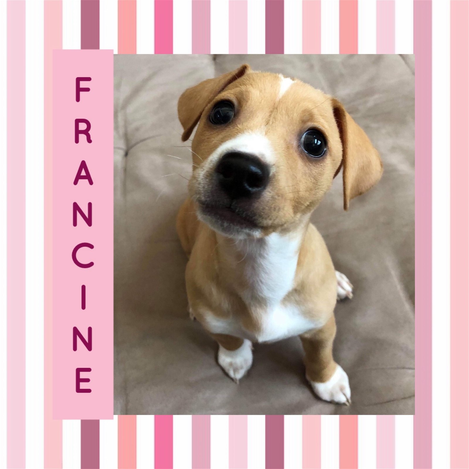 adoptable Dog in Littleton, CO named Francine