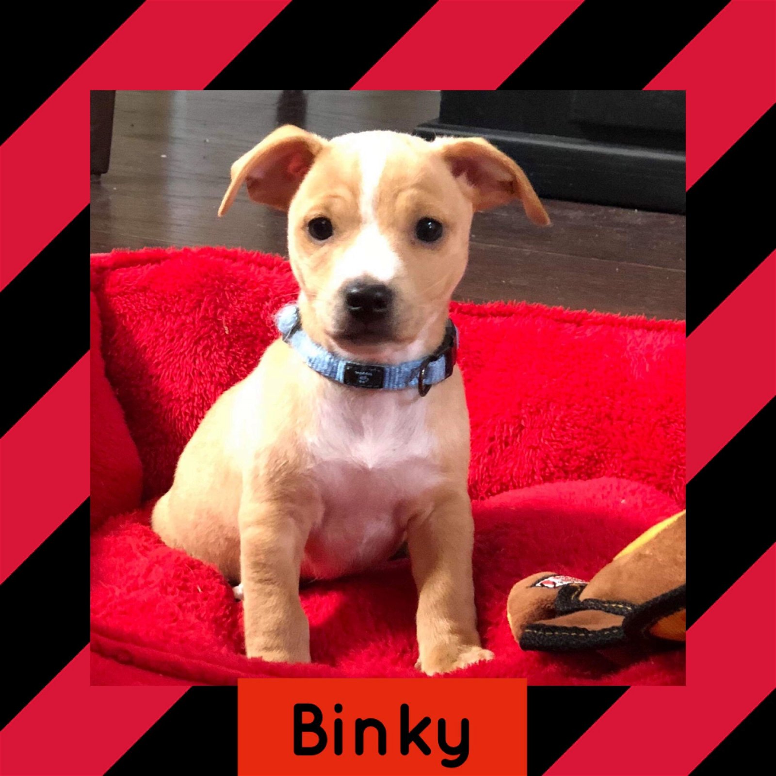 adoptable Dog in Littleton, CO named Binky