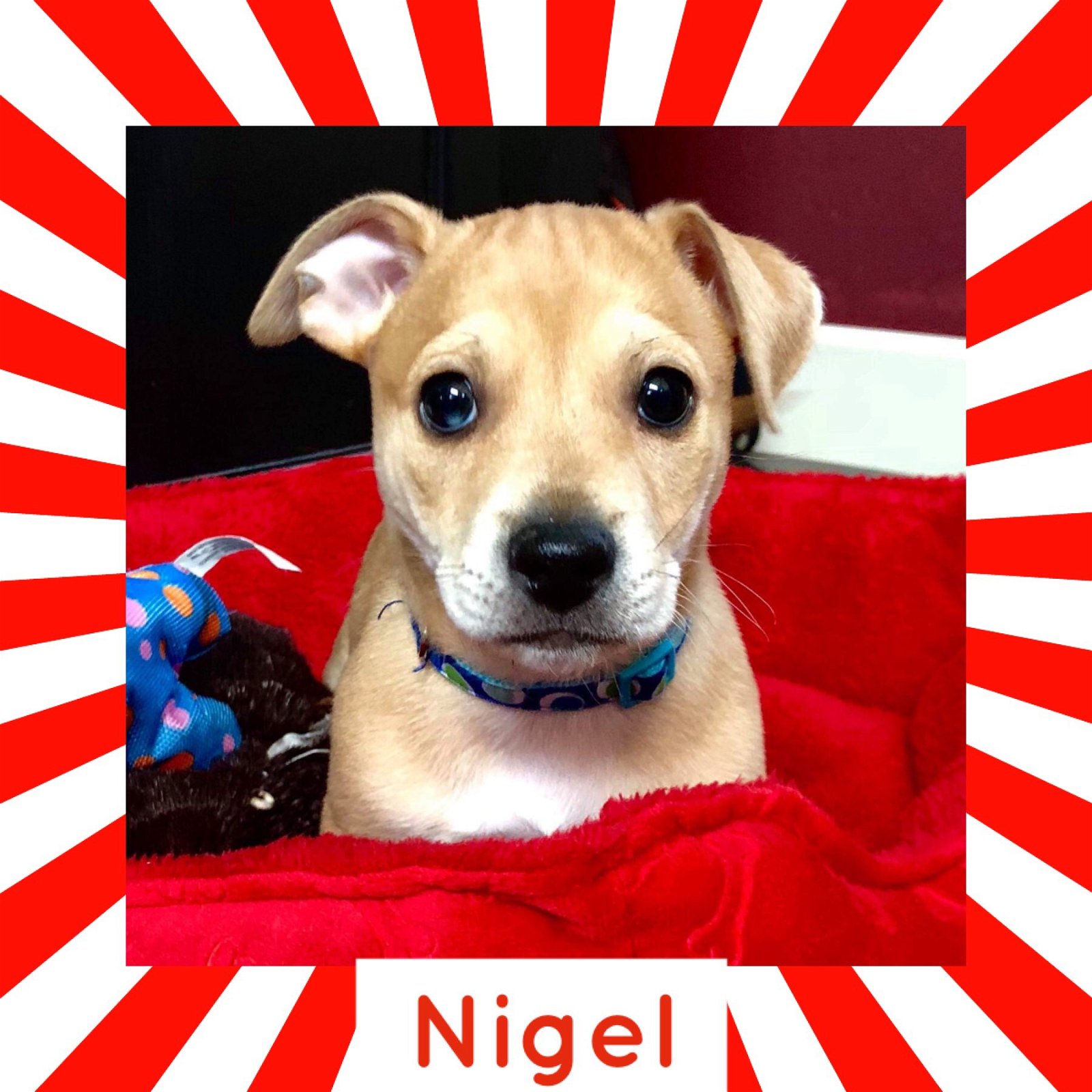 adoptable Dog in Littleton, CO named Nigel