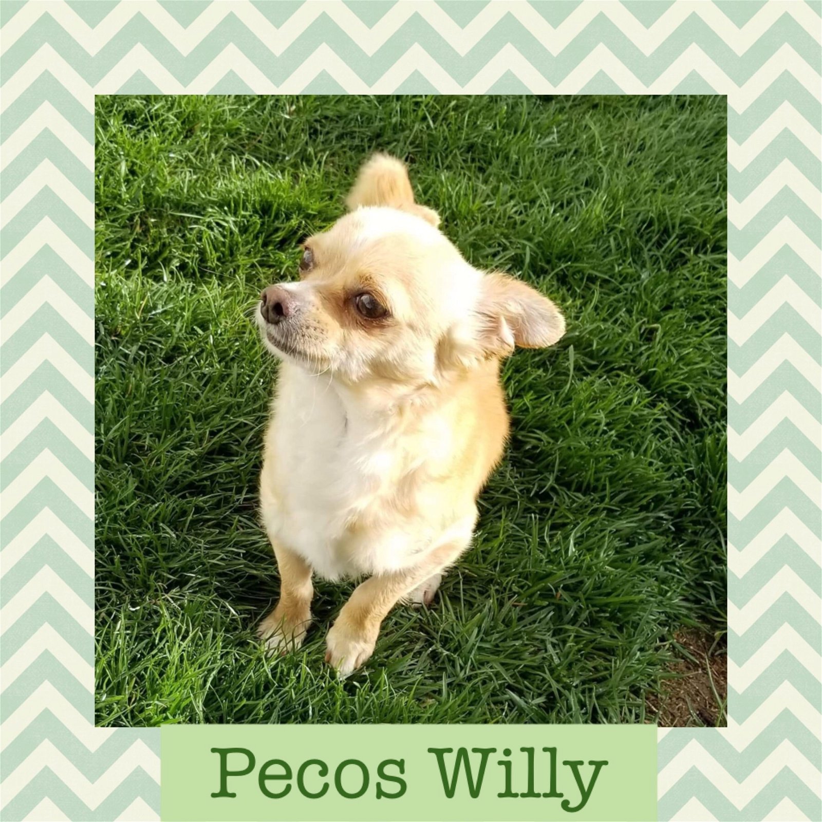 adoptable Dog in Littleton, CO named Pecos Willy