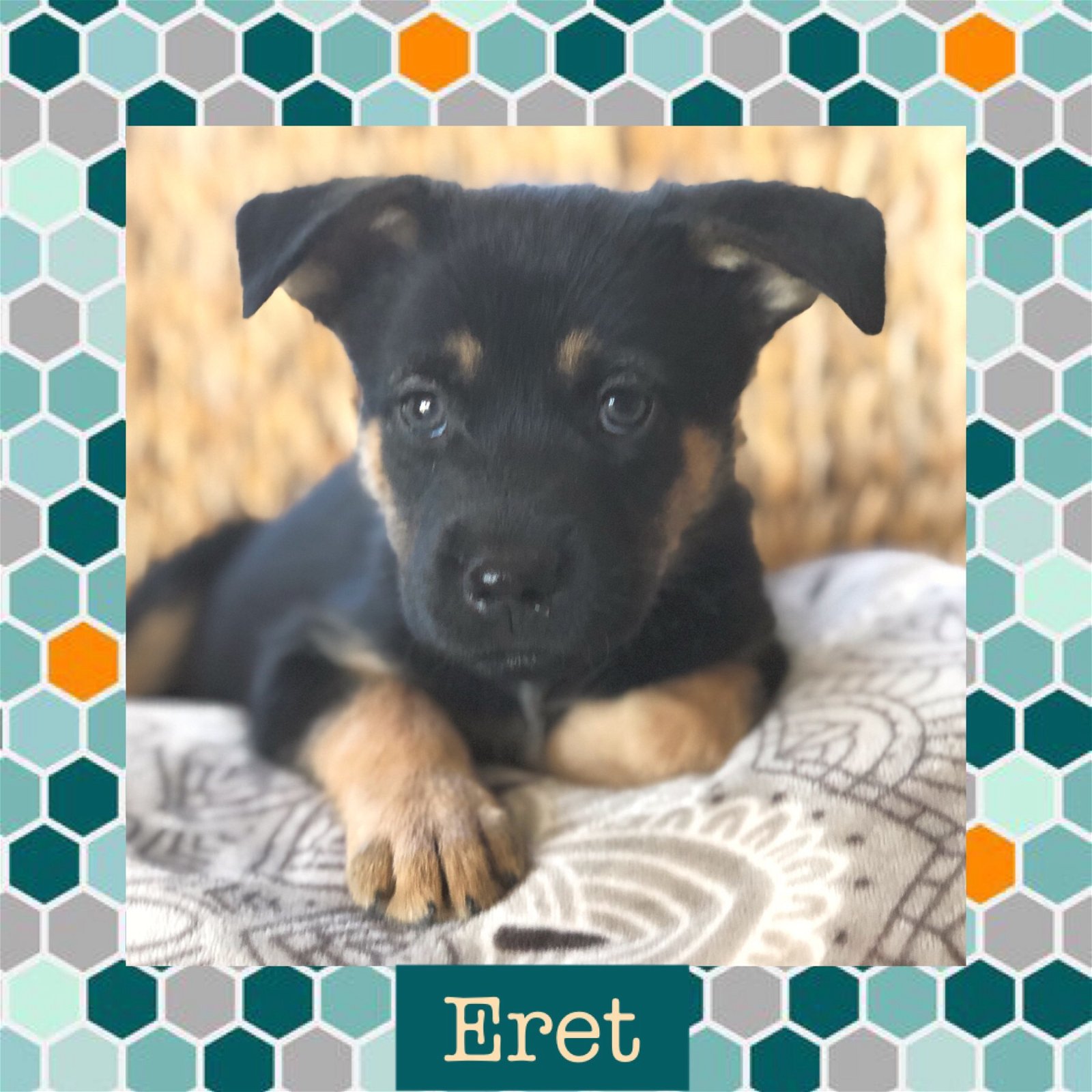 adoptable Dog in Littleton, CO named Eret