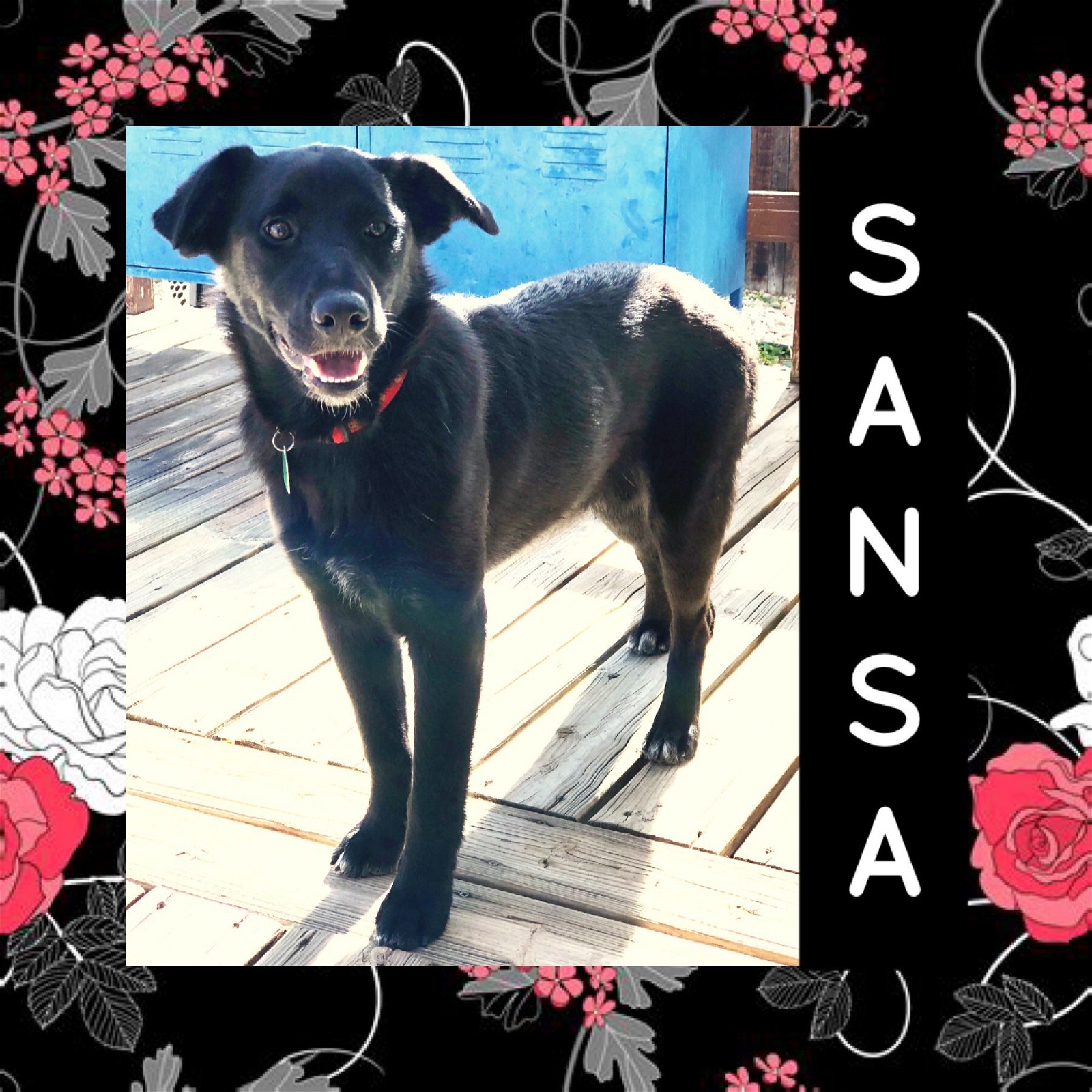 adoptable Dog in Littleton, CO named Sansa Stark