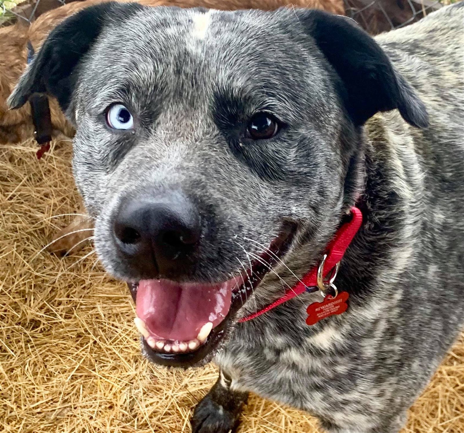 adoptable Dog in Littleton, CO named Blue