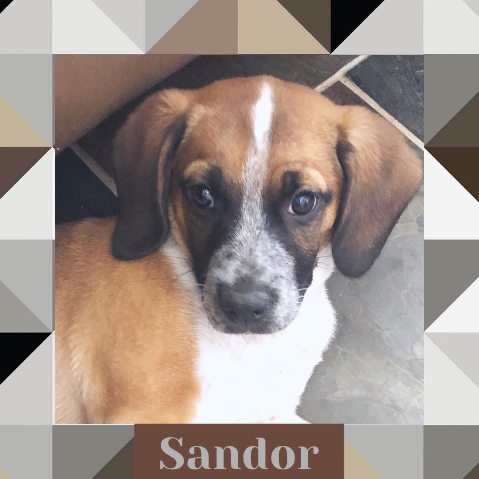 adoptable Dog in Littleton, CO named Sandor