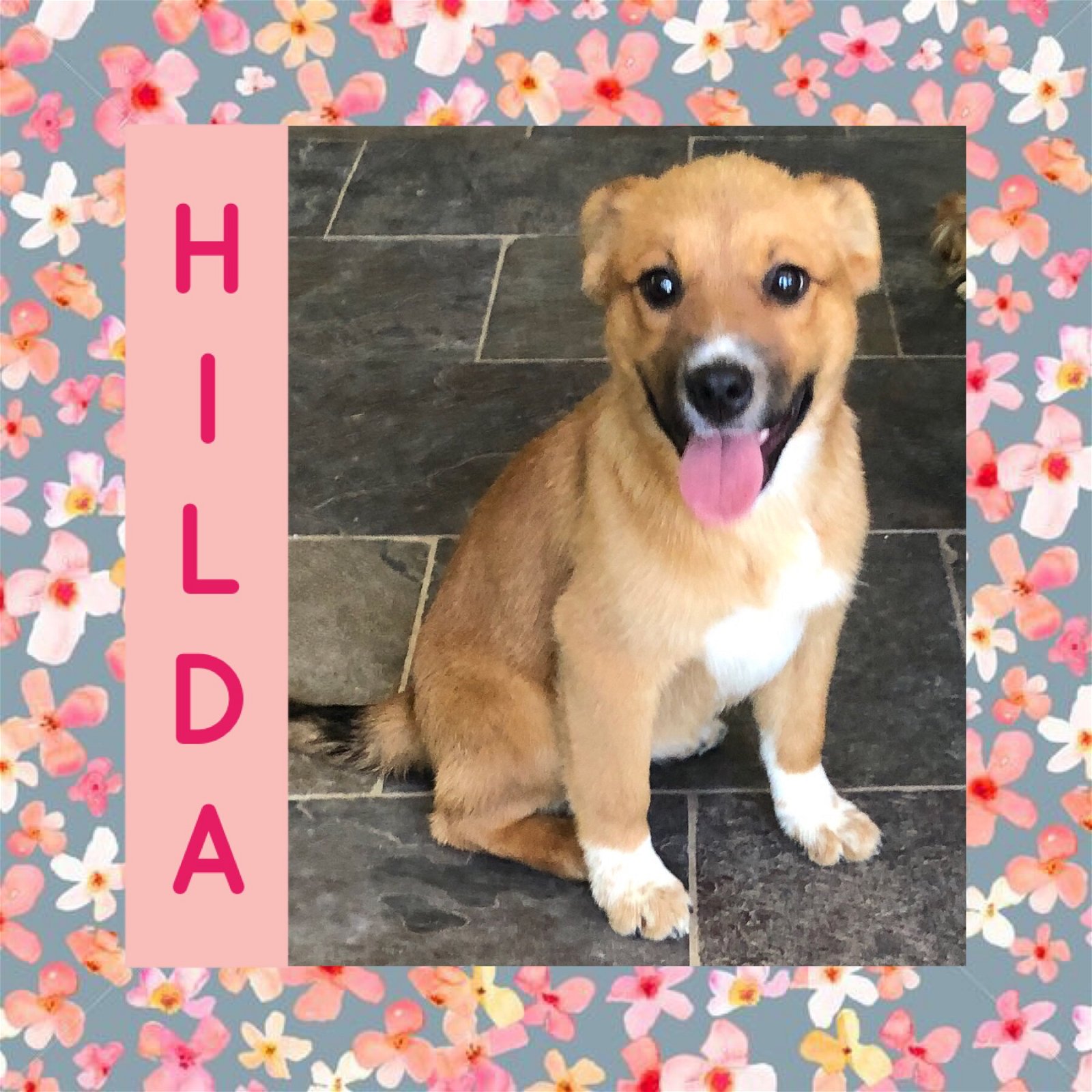 adoptable Dog in Littleton, CO named Hilda