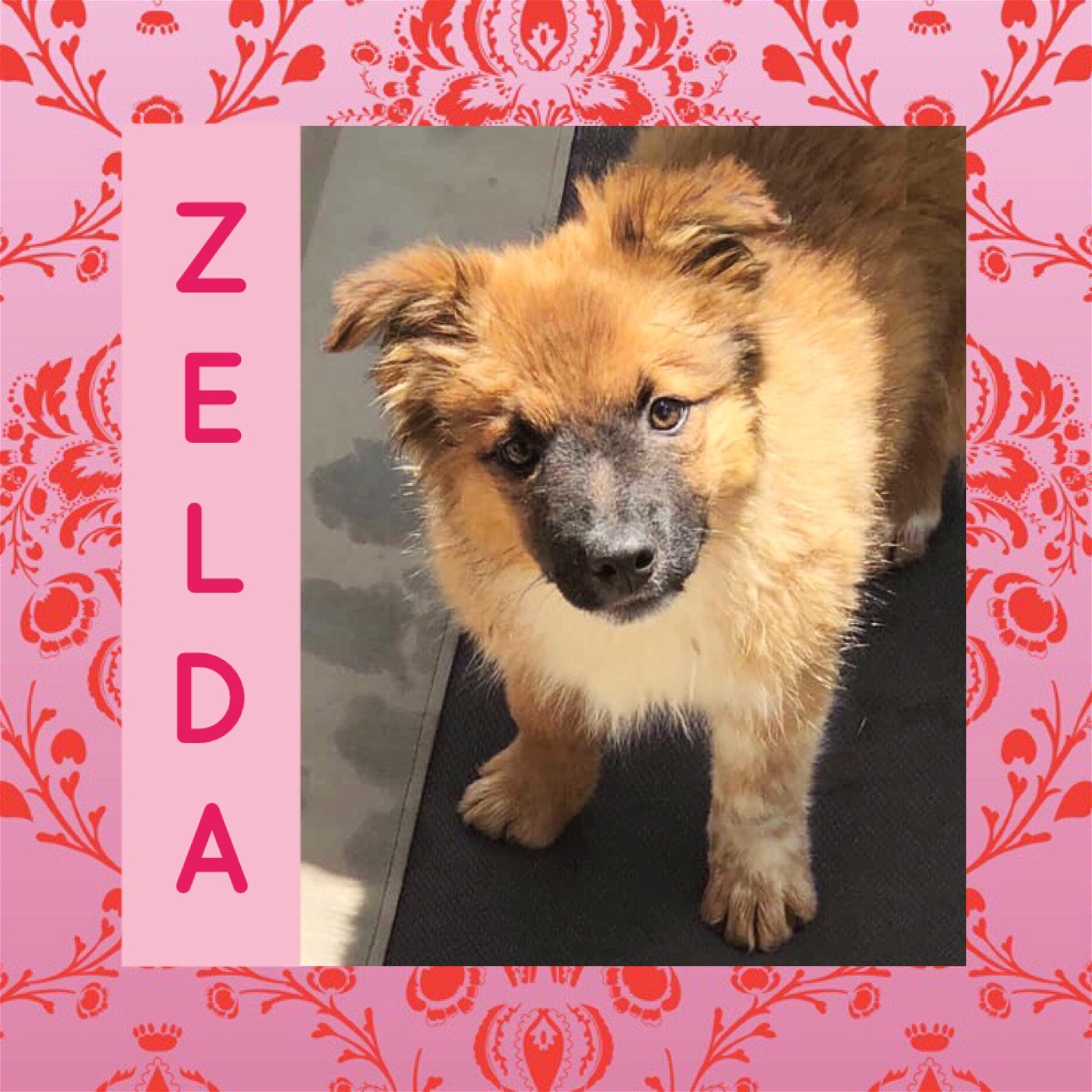 adoptable Dog in Littleton, CO named Zelda