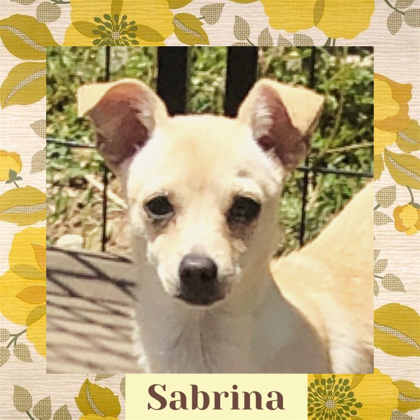 adoptable Dog in Littleton, CO named Sabrina