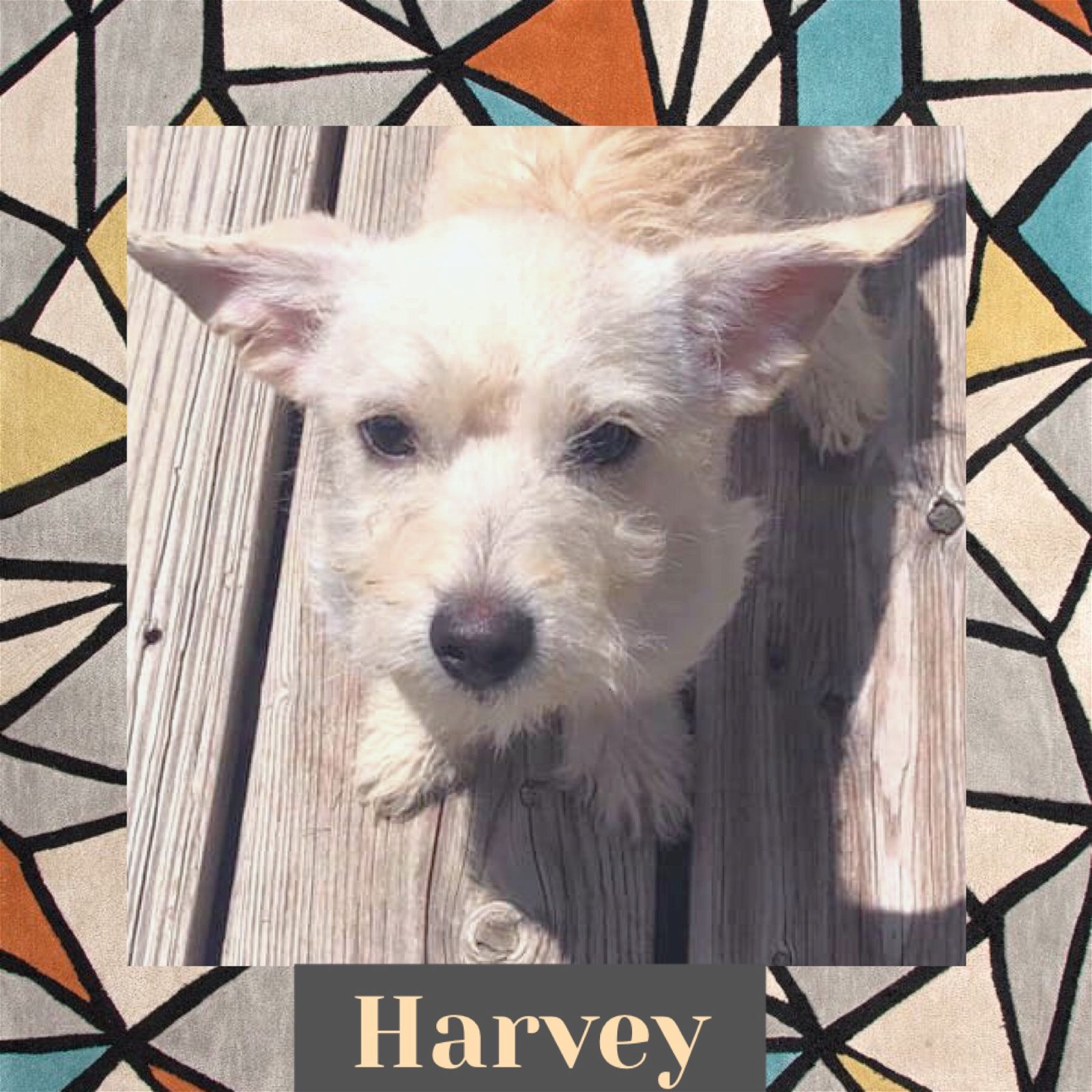 adoptable Dog in Littleton, CO named Harvey