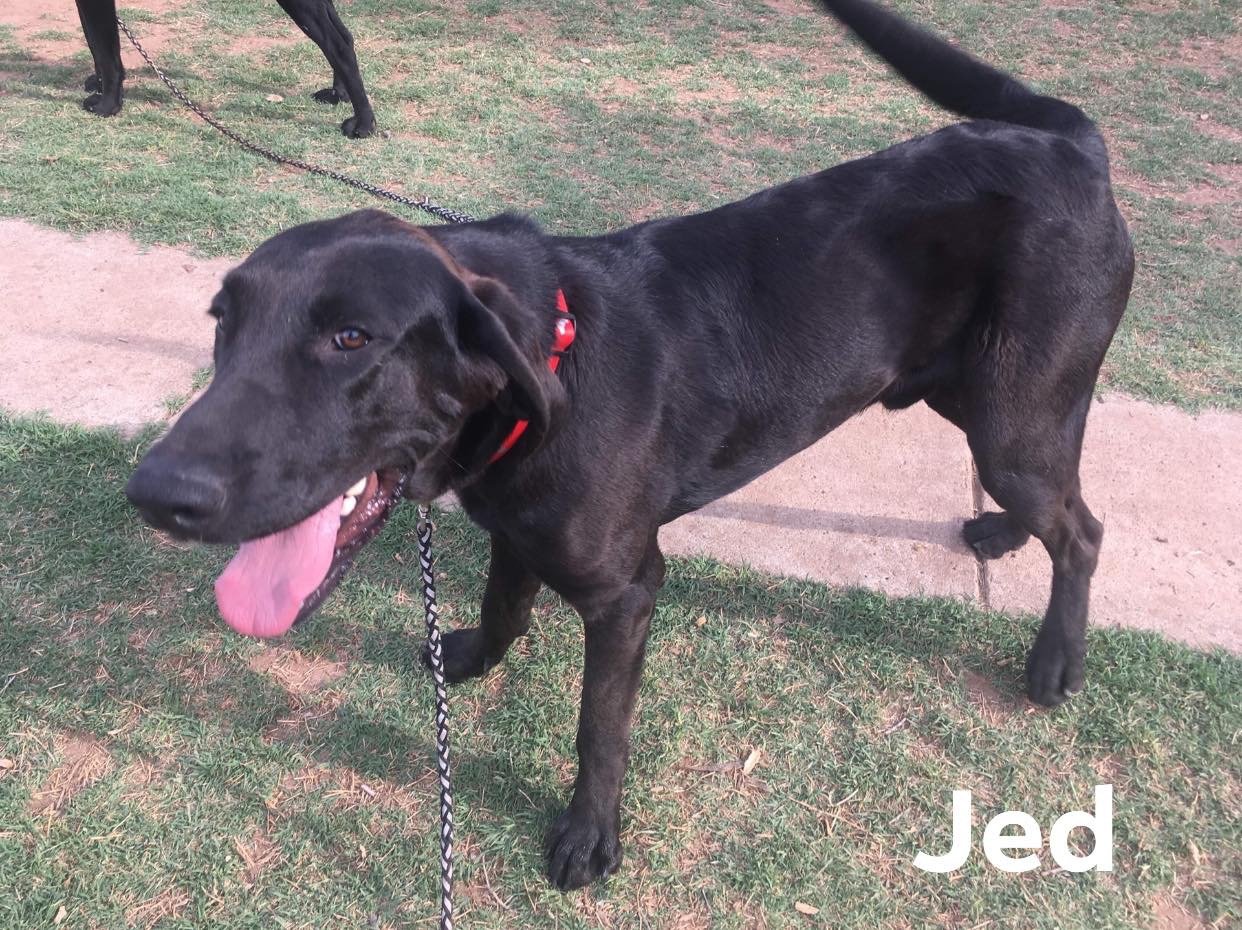 adoptable Dog in Littleton, CO named Jed