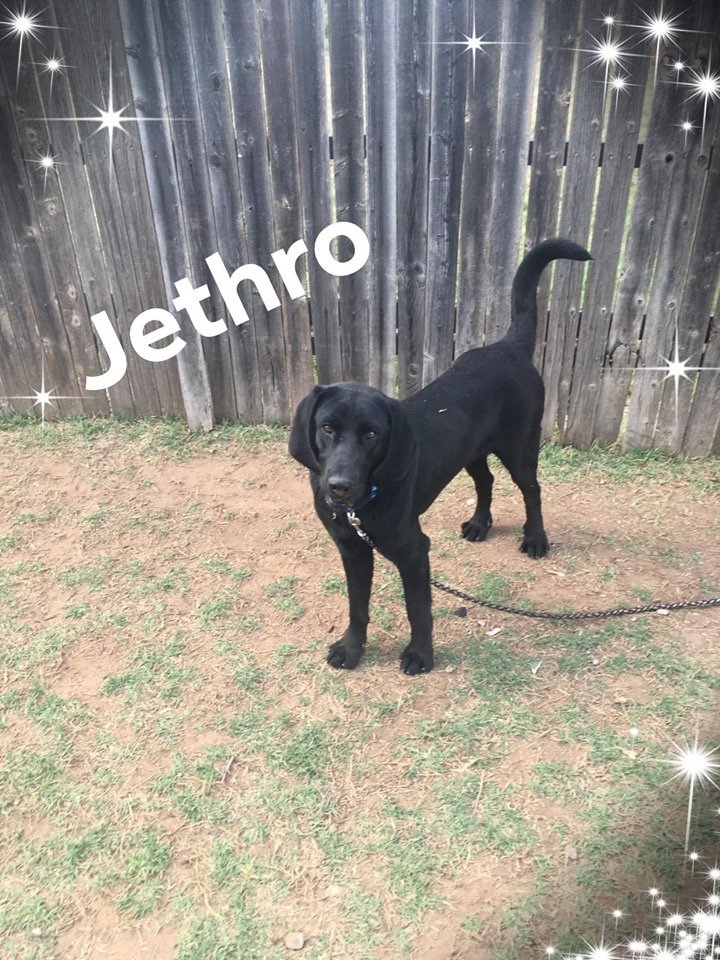 adoptable Dog in Littleton, CO named Jethro