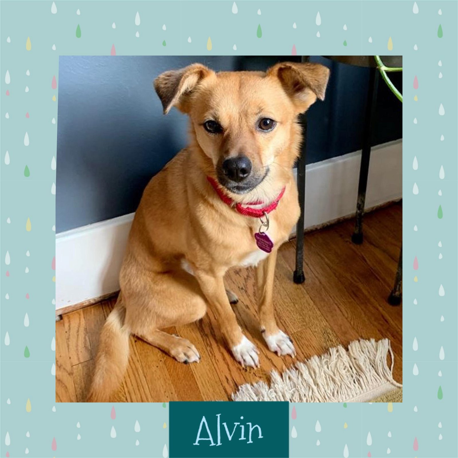 adoptable Dog in Littleton, CO named Alvin