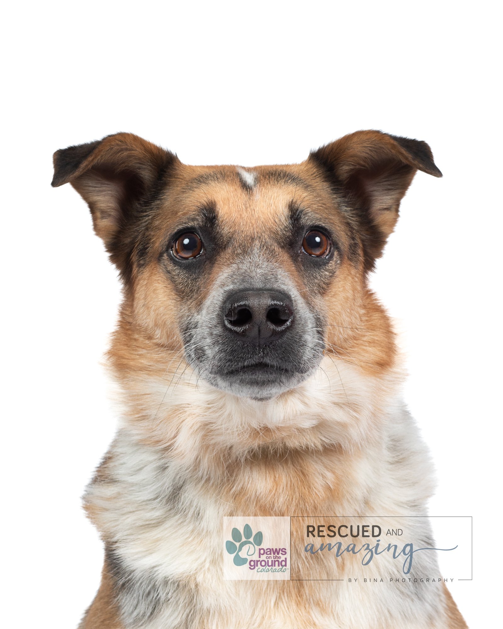 adoptable Dog in Littleton, CO named Bueller