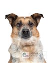 adoptable Dog in littleton, CO named Bueller
