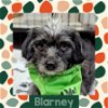 adoptable Dog in  named Blarney